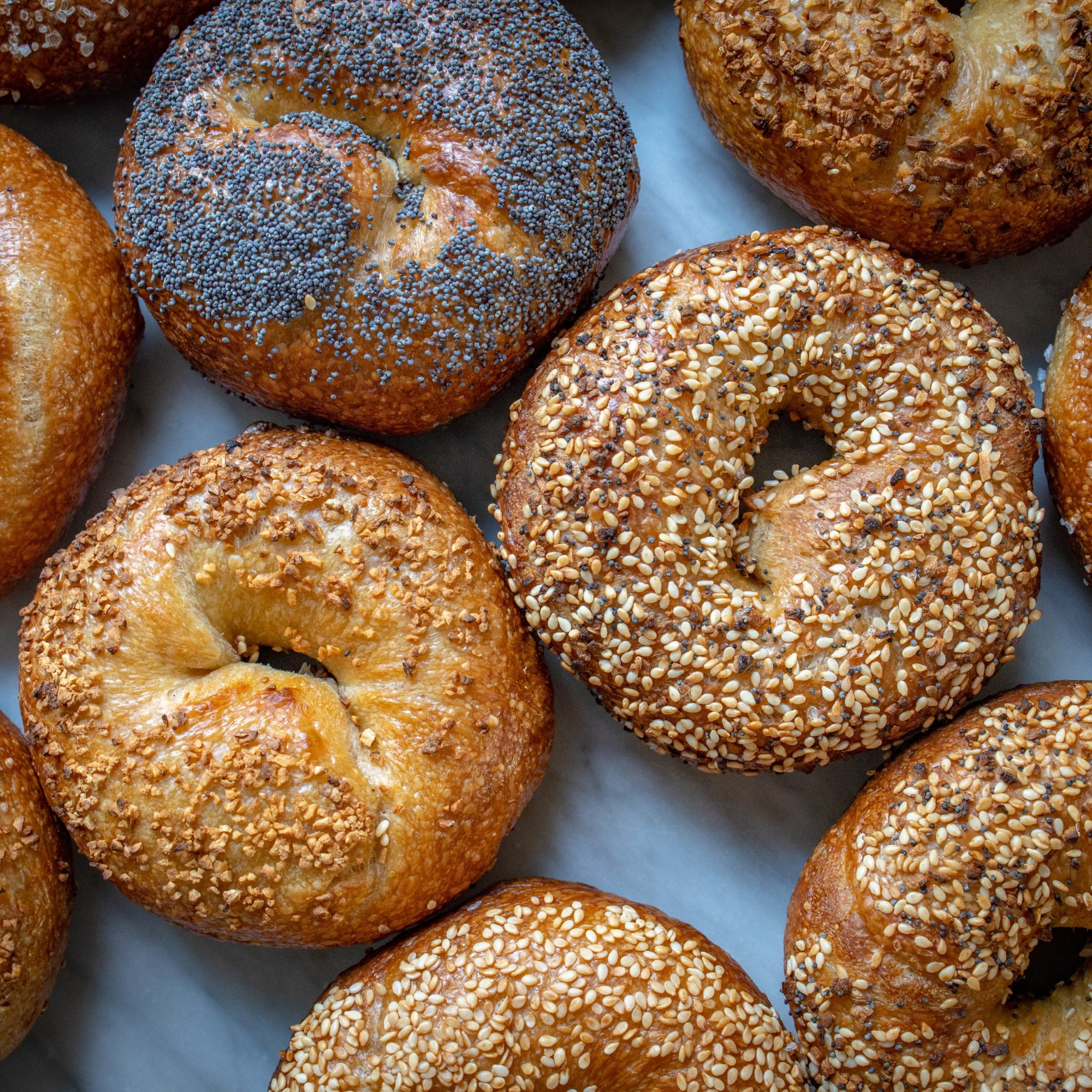 Established Bagel Shop (Sarasota, FL)