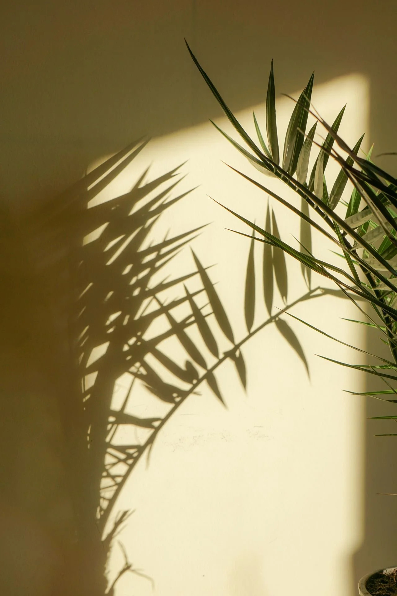 Sunlight casting the shadow of a potted plant with long, thin leaves on a plain wall.