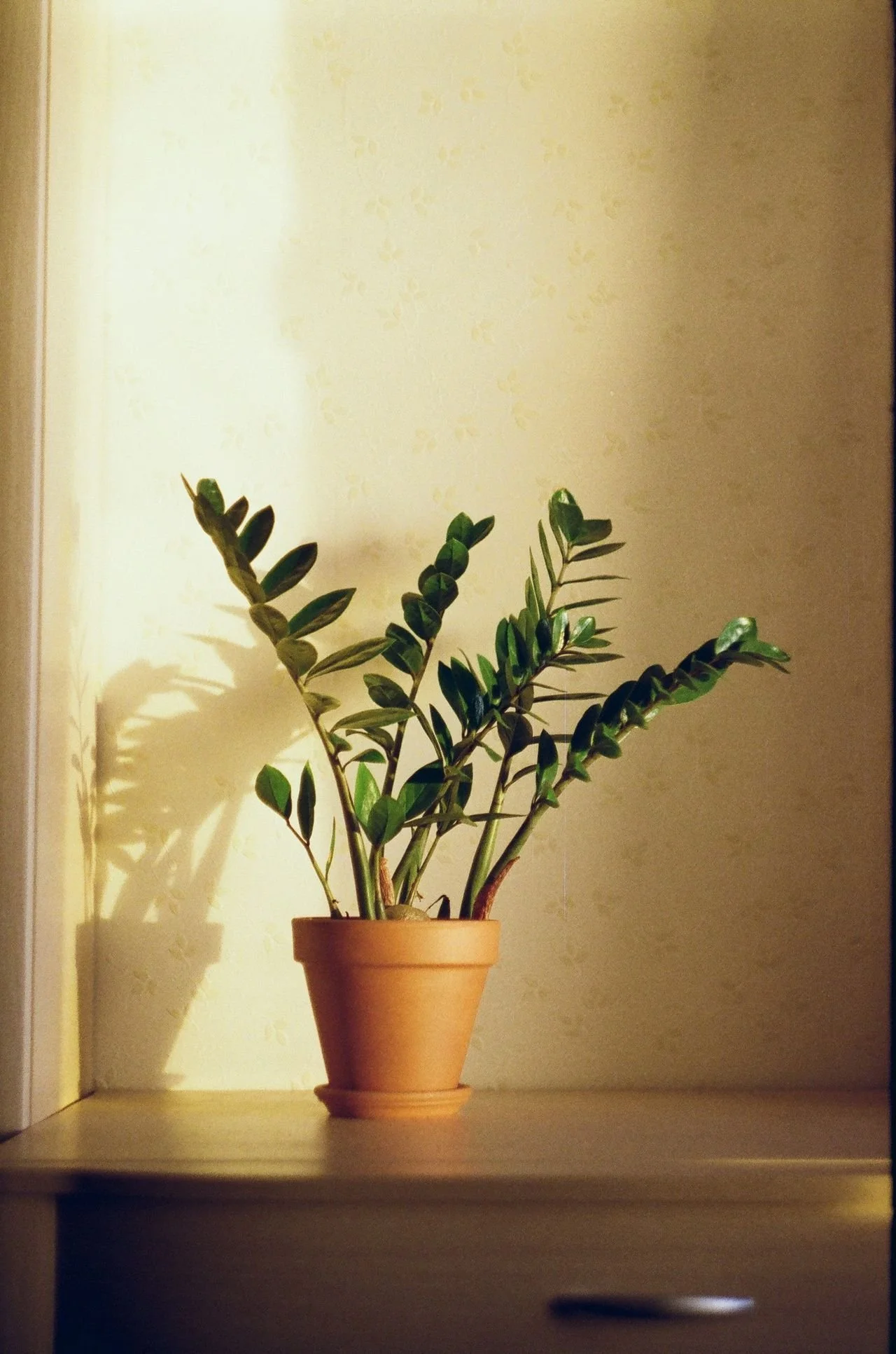 A potted green houseplant with long, thick, glossy leaves, placed on a wooden shelf against a plain, light-colored wall. The plant casts shadows on the wall.