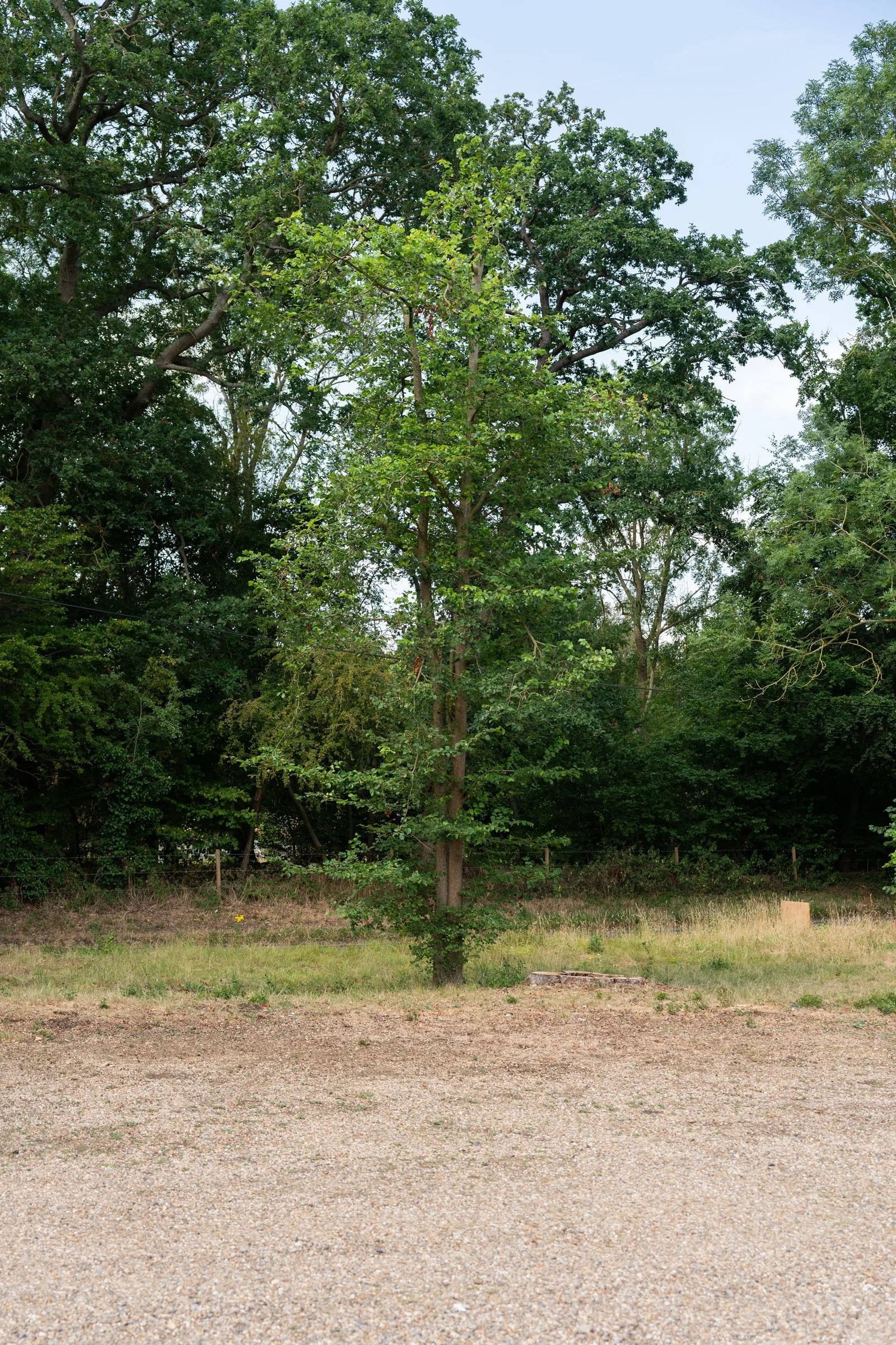 A young tree in a grassy area with a large, mature tree in the background, along with a metal chain-link fence and some grass and dirt on the ground.