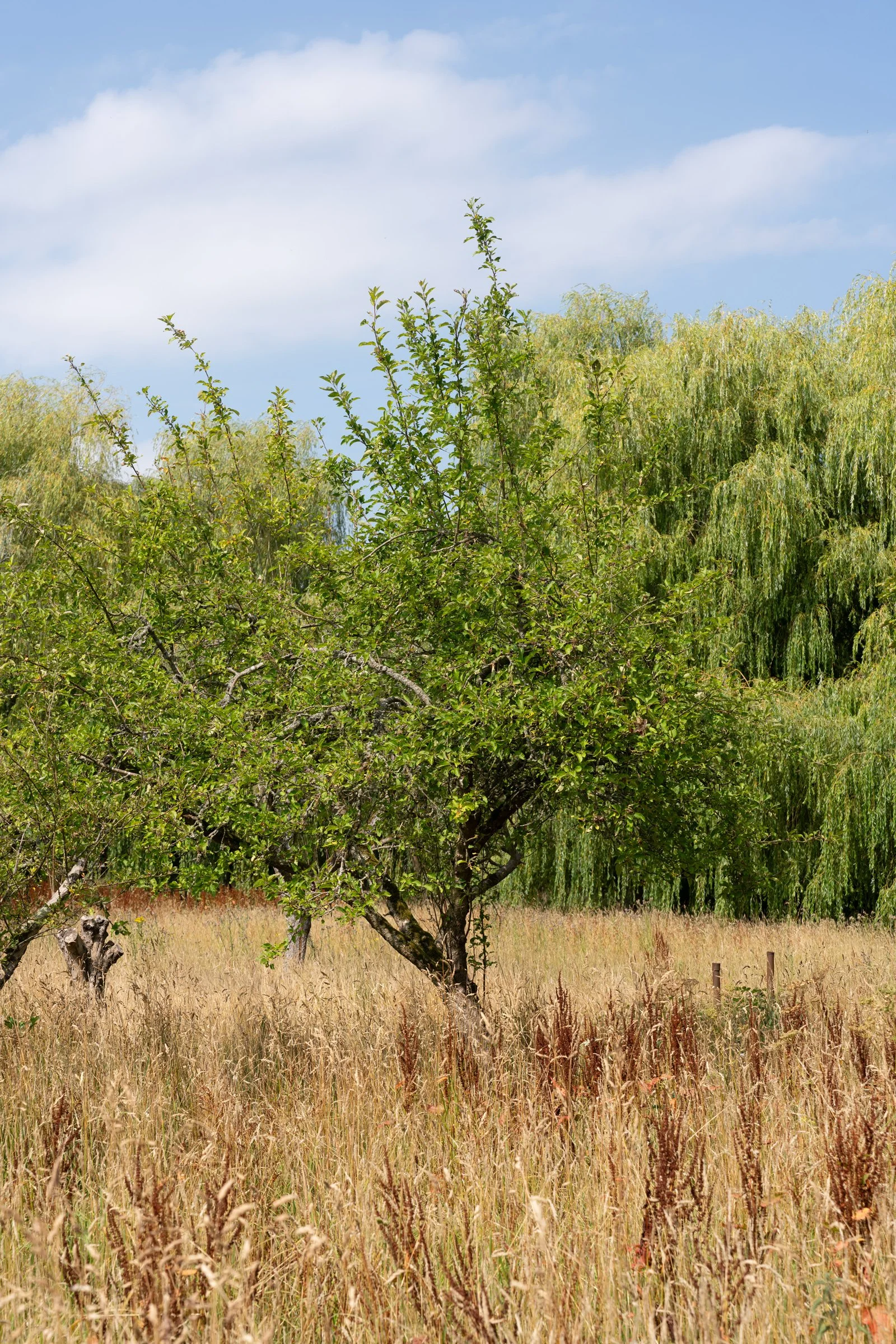 A grassy field with tall dry grass, a green leafy tree, and a large weeping willow tree in the background under a partly cloudy sky.