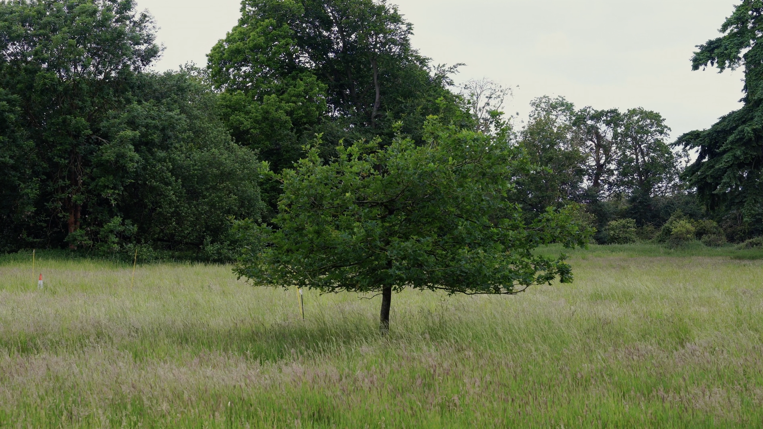 A young tree with green leaves stands in a grassy field, with a background of taller trees and an overcast sky.