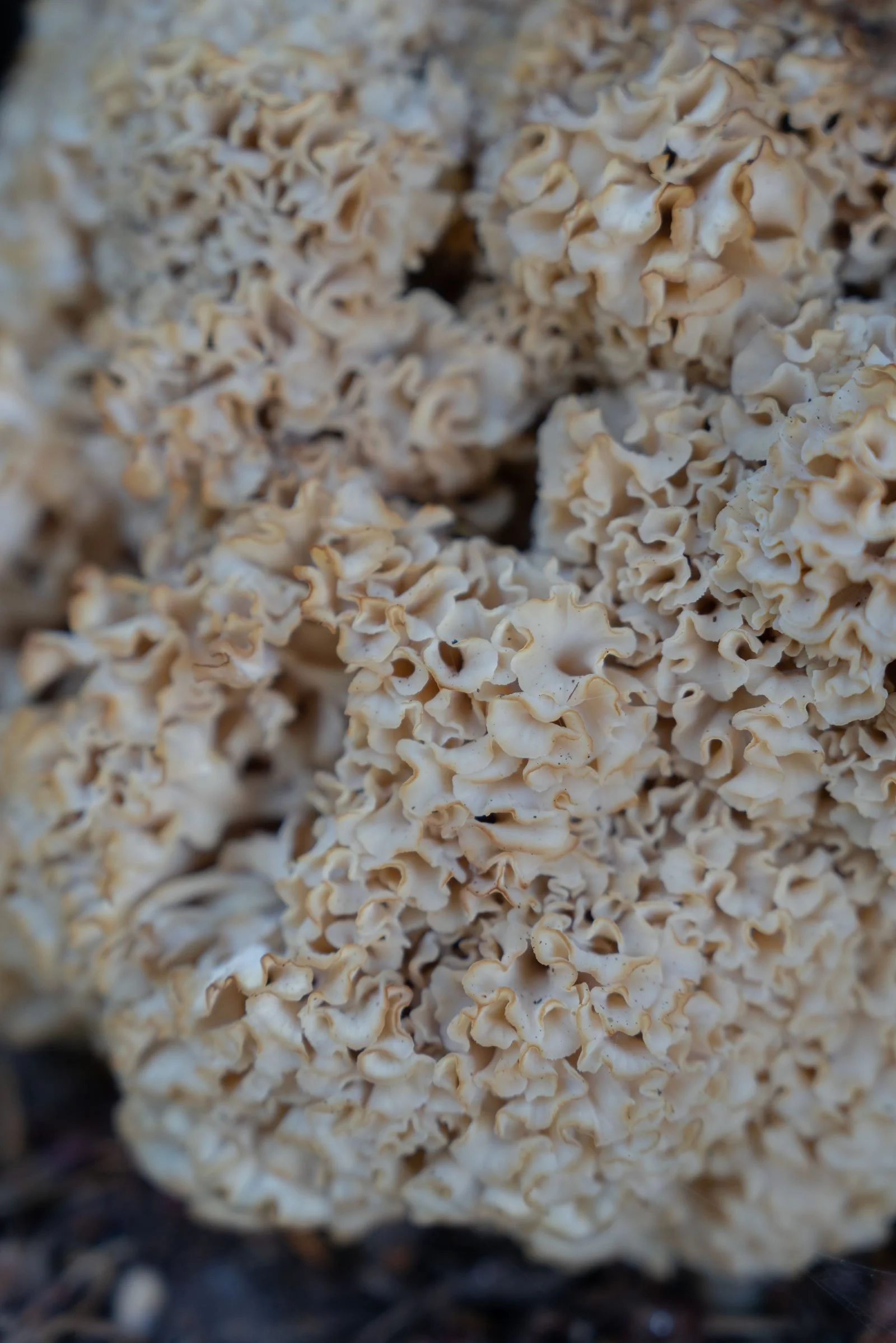 Caistor-Hall-Cauliflower-Fungus.jpg