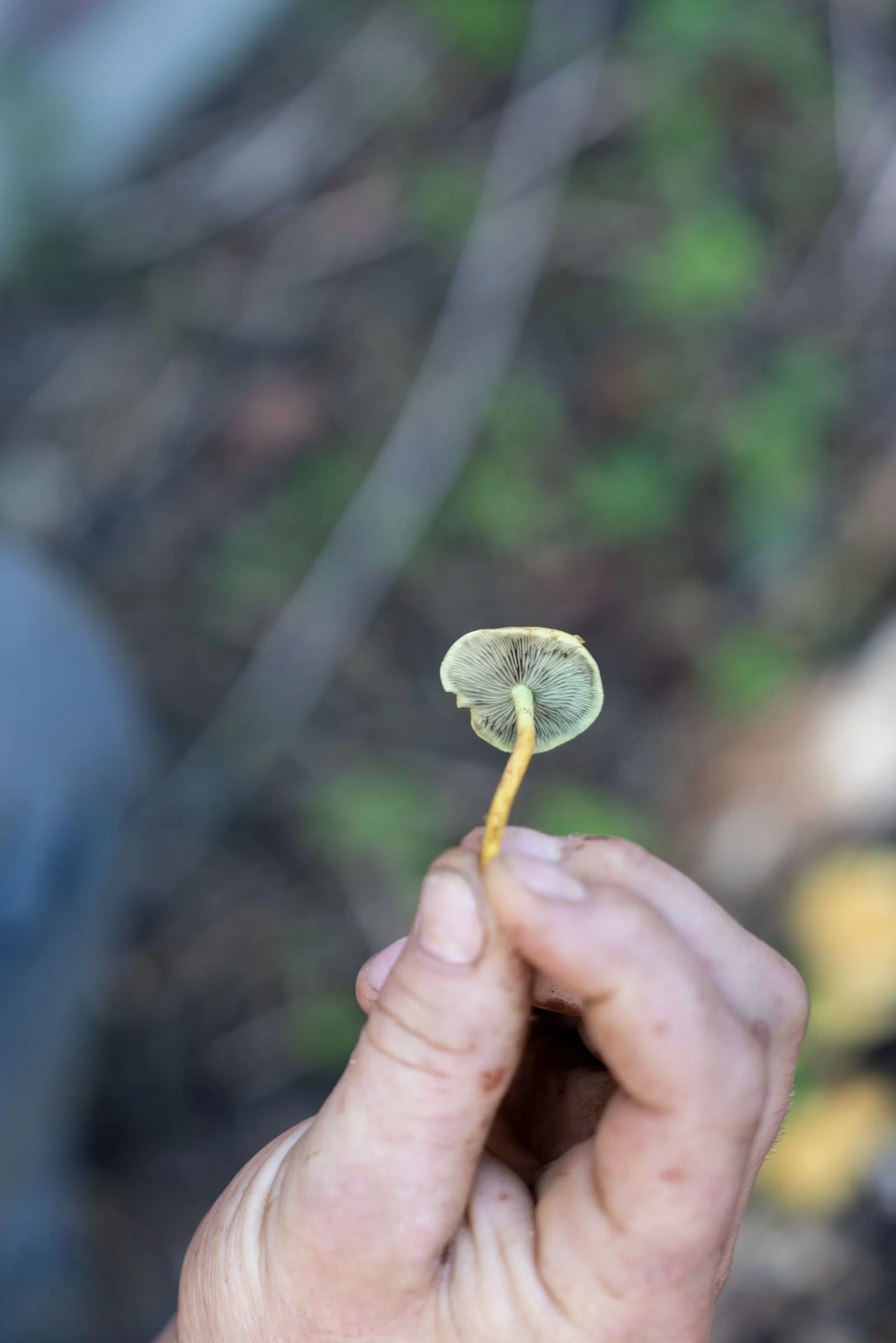 Caistor-Hall-Mycena-Fungus.jpg