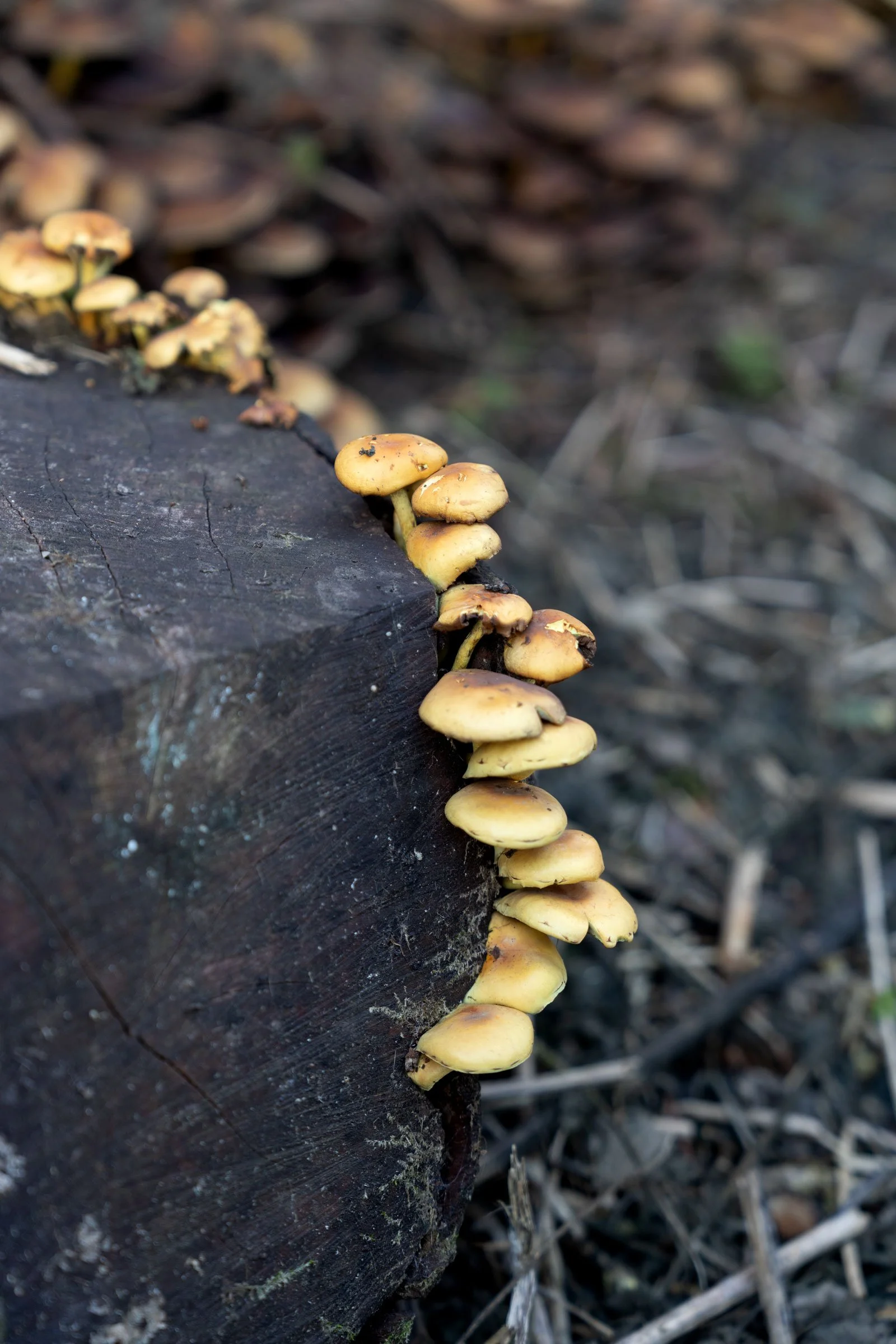 Caistor-Hall-Sulphur-Tuft-Fungus.jpg