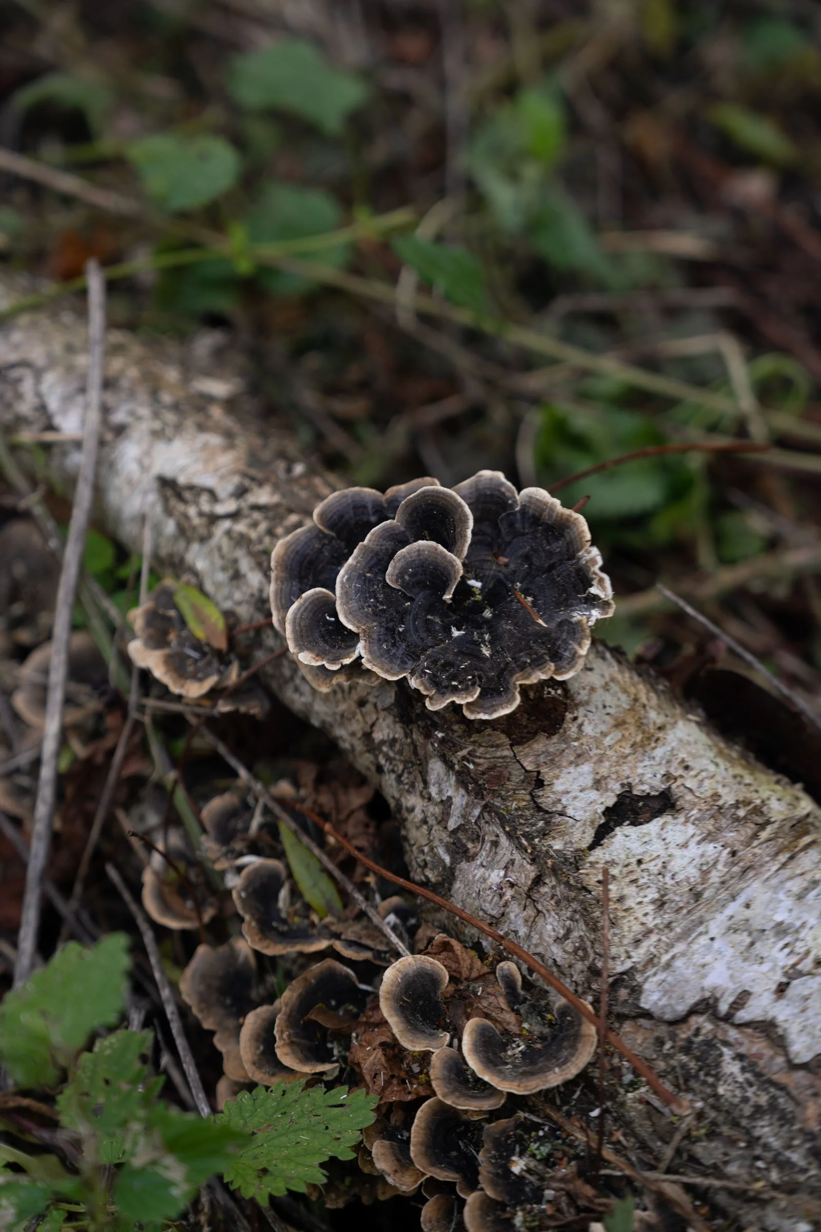 Caistor-Hall-Turkey-Tail-Fungus.jpg