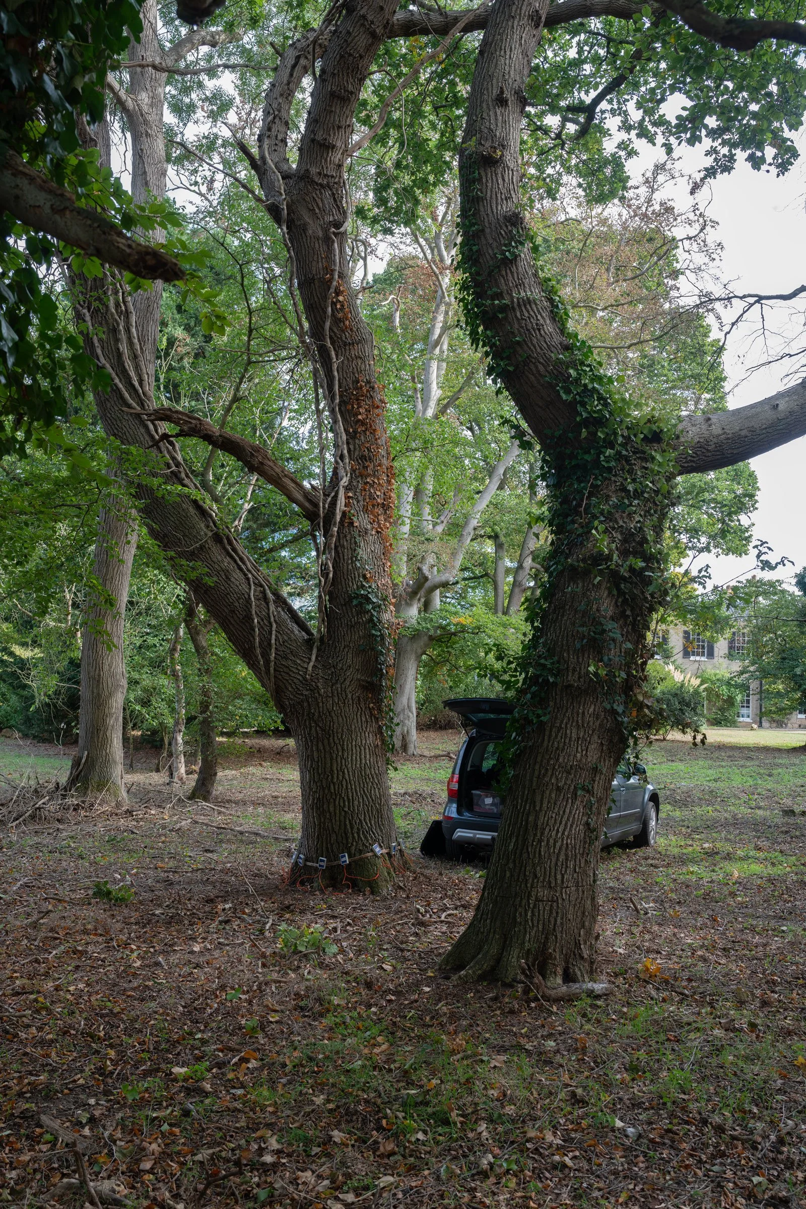 Picus-Tree-Caistor-Hall-Setup.jpg