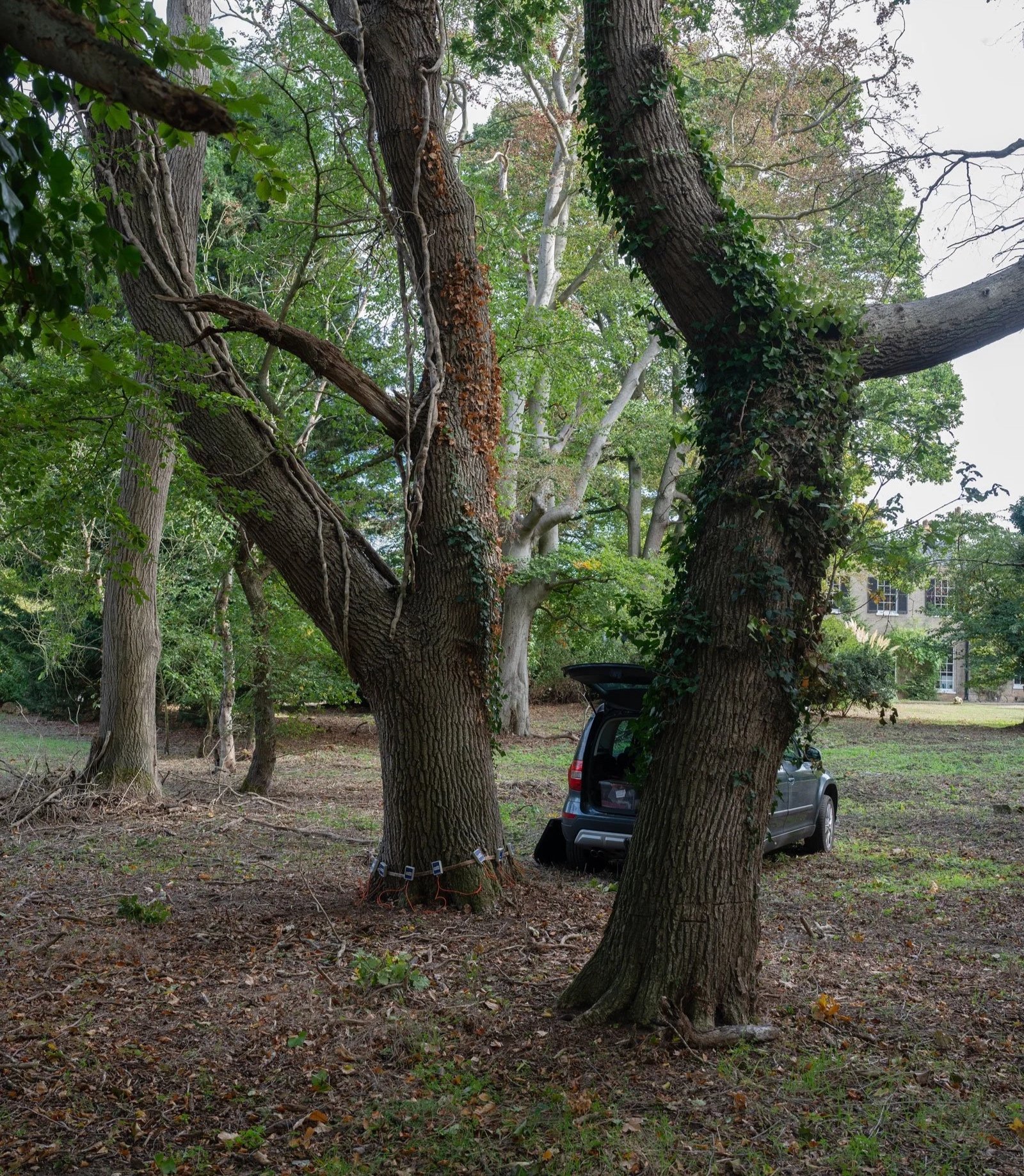 Listening to the oak