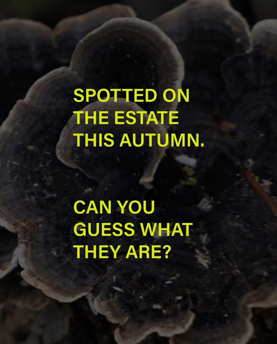 Autumn has been busy beneath the trees. A few we&rsquo;ve come across recently, all left where they grew, some easier to name than others. Answers on the last slide, no peeking&hellip; 👀