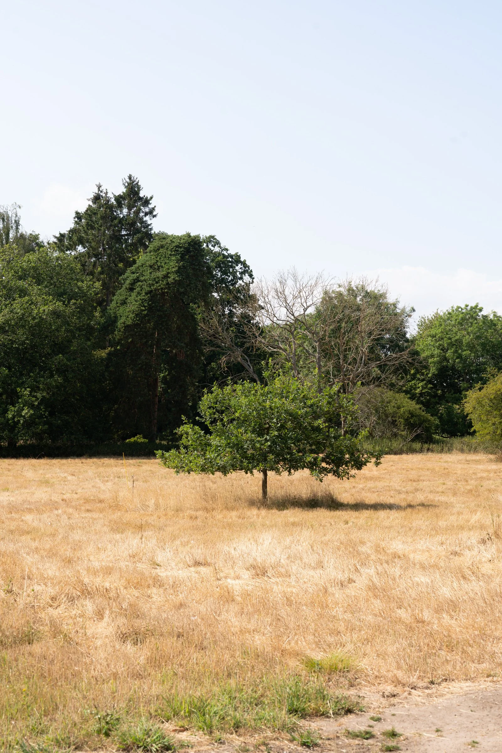 A solitary green tree in a dry, yellow grassy field with lush green trees along the background and a pale blue sky overhead.