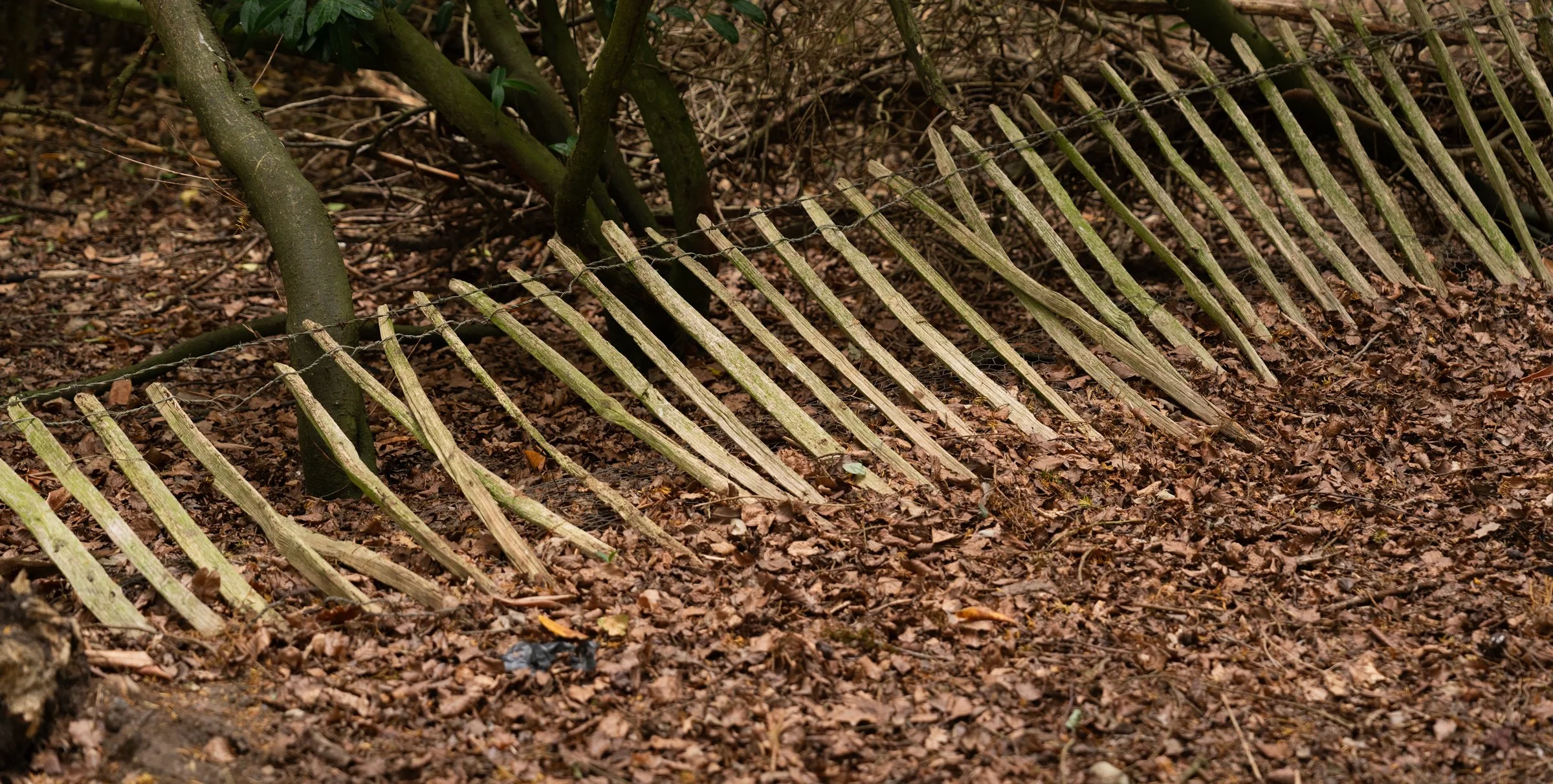 A fallen wooden fence on the ground with broken slats, surrounded by brown fallen leaves and soil in a forest setting.