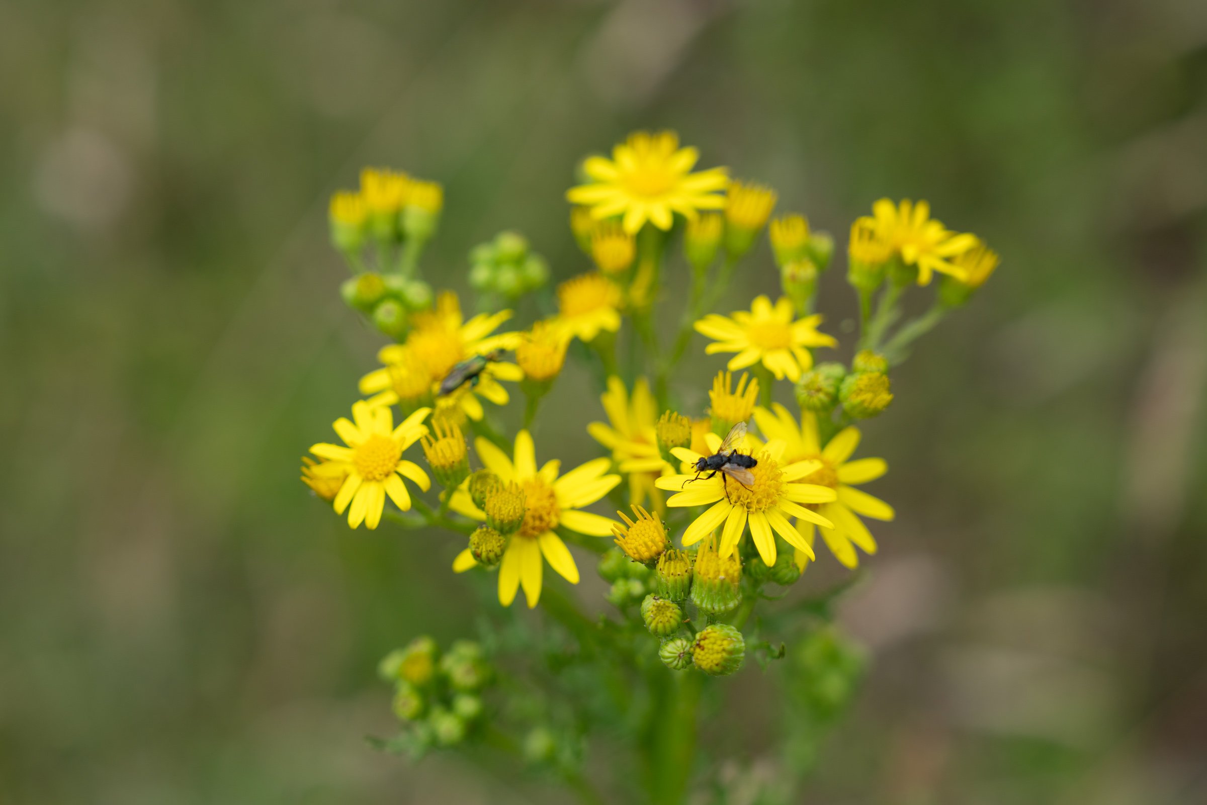Close-up of small yellow flowers with an insect on one flower, against a blurred green background.