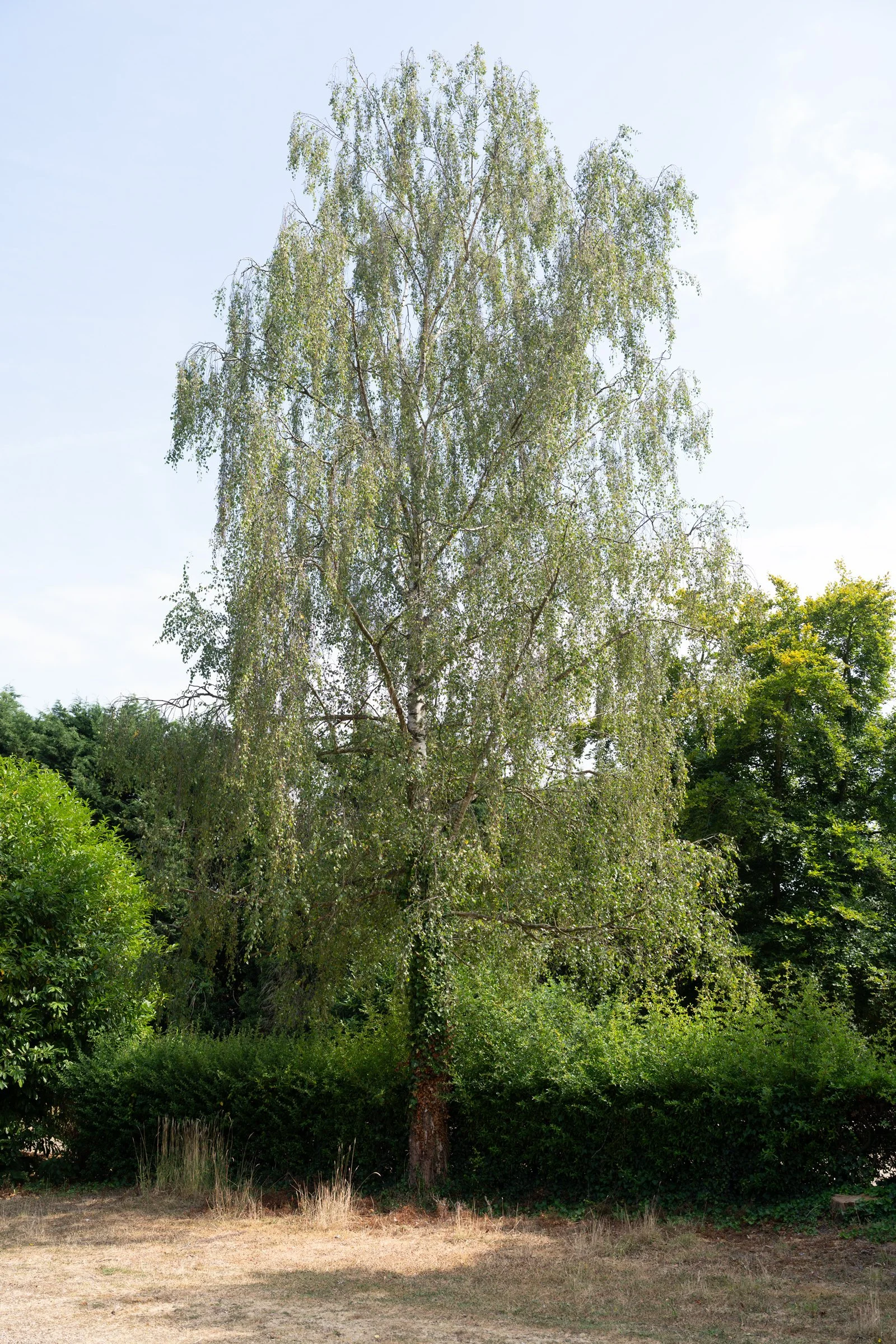 Tall tree with green leaves in a grassy area, surrounded by other trees and bushes, under a clear blue sky.