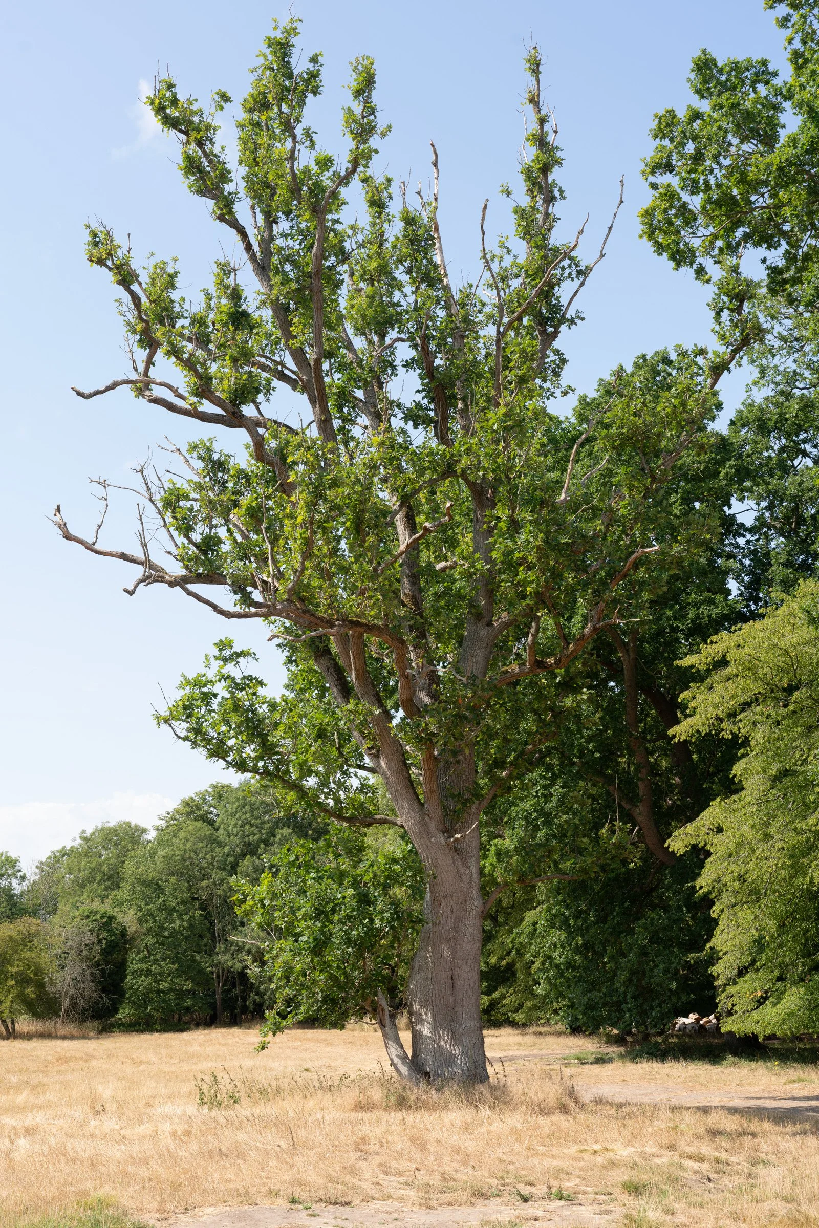 A large tree with some branches missing leaves stands in a grassy field with several other trees in the background.