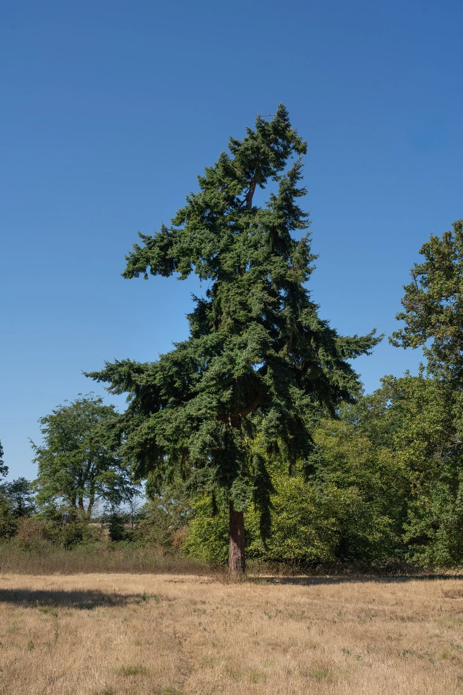 A tall evergreen tree stands in the center of a grassy field with other trees in the background. The sky is clear and blue.