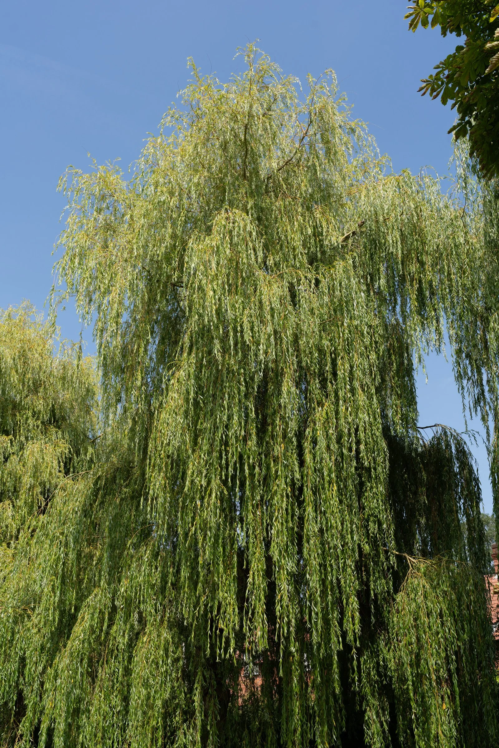 Tall tree with drooping branches and green leaves against a clear blue sky, with other trees in the background.