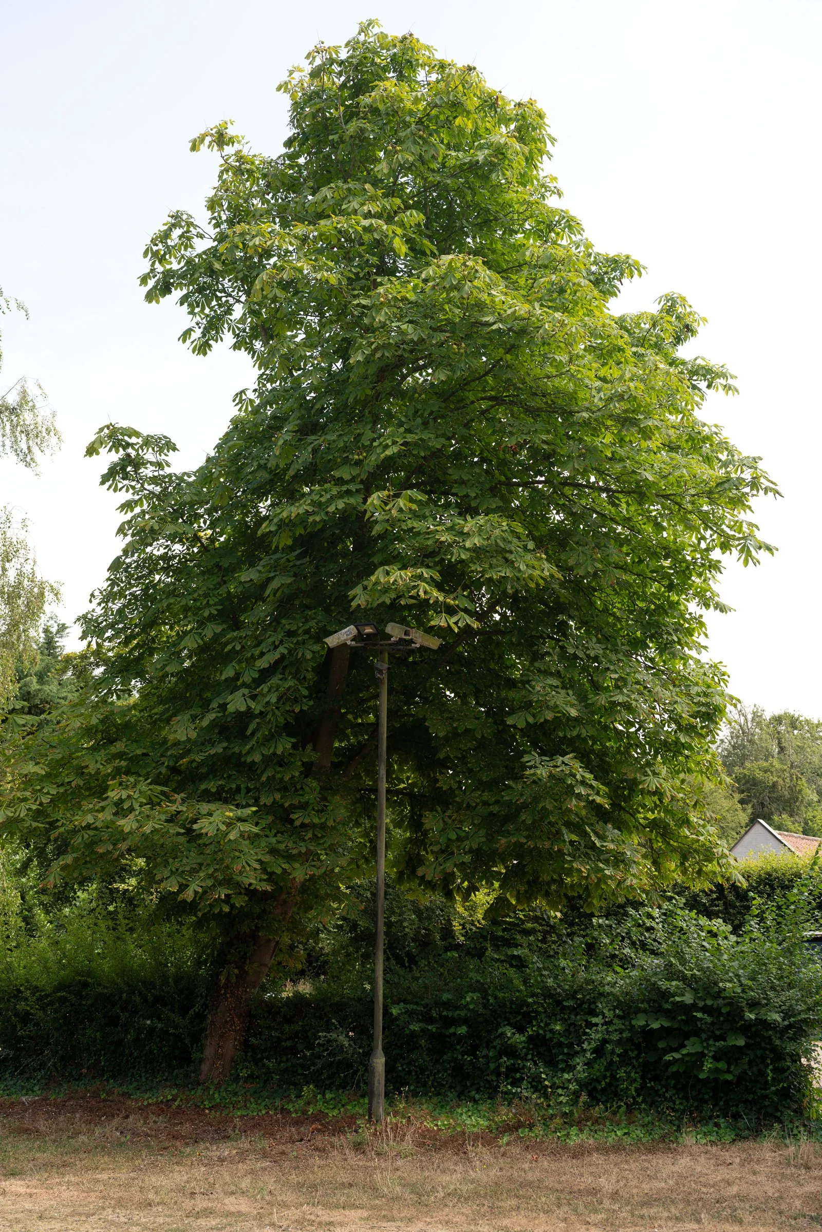 A tall green tree with dense leaves is situated in a park with a lamp post in front of it. There are smaller trees and shrubs around, and part of a house with a gray roof is visible in the background.