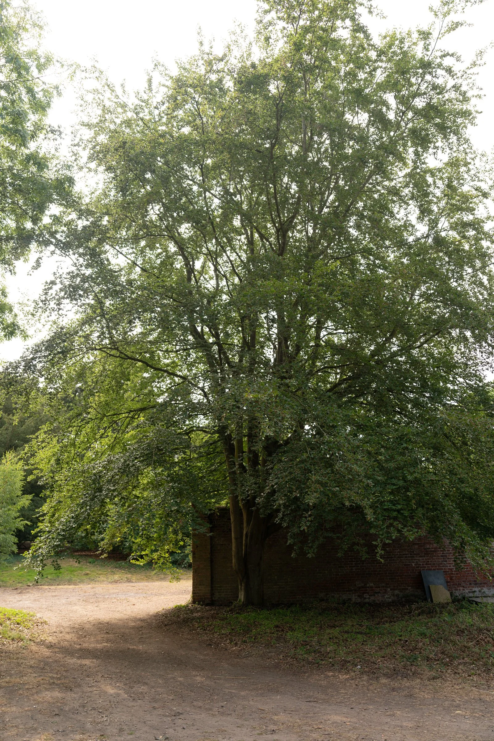 A large tree with green leaves and a sturdy trunk roots in front of a brick wall. A dirt path runs around the tree, leading toward a background of trees and grass.