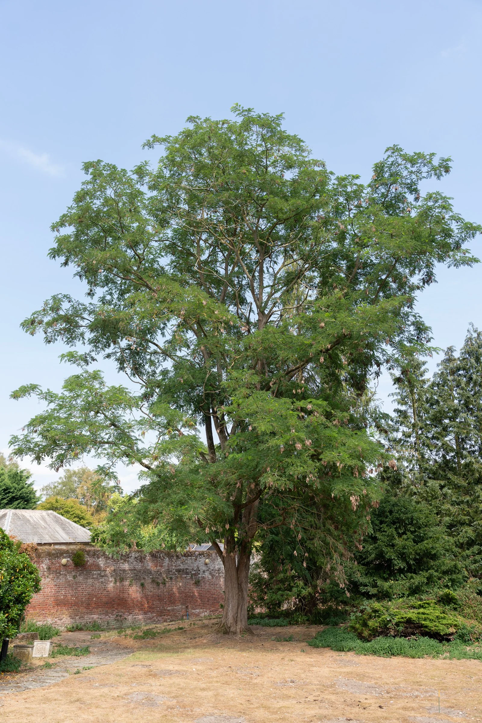 Large tree with green leaves and pink flowers in a garden, brick wall and house roof visible in background, under a clear blue sky.