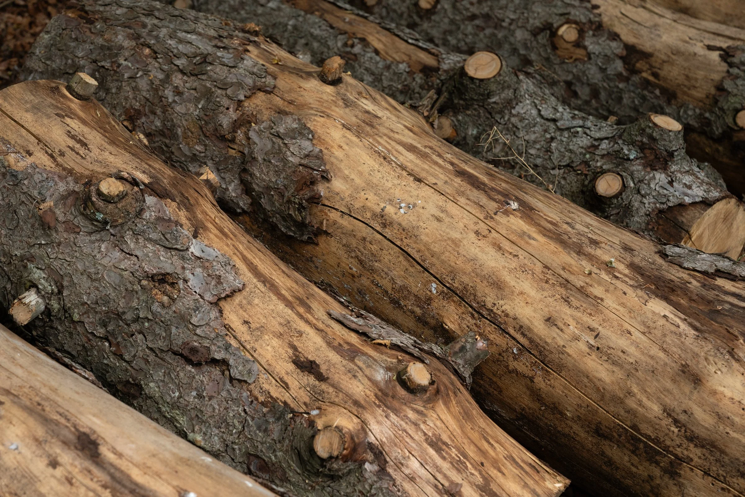 Close-up of logs with rough bark and some exposed, smooth, torn wood surfaces.