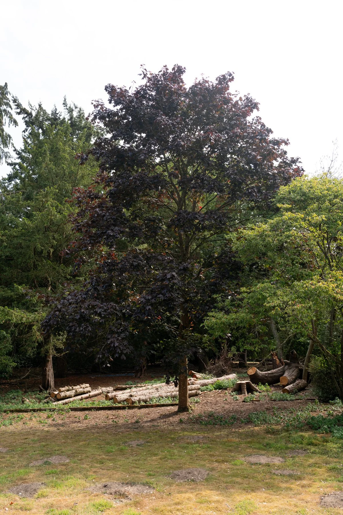 A large tree with dark purple leaves stands in a garden area, surrounded by other green trees. There are logs and cut wood on the ground around the tree, and the sky appears overcast.