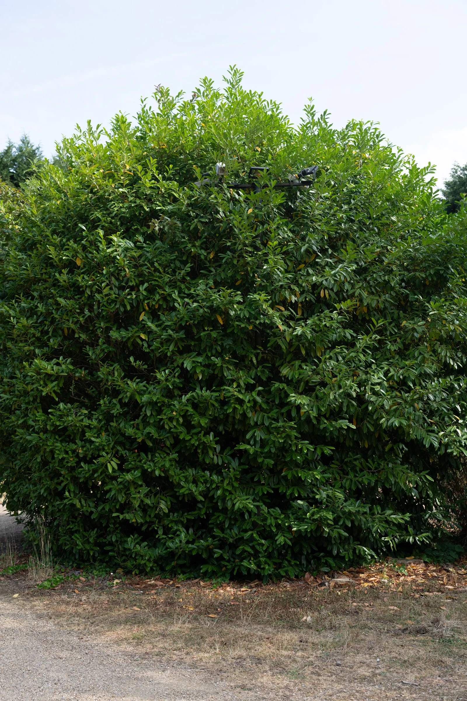 A large, leafy green bush with a drone perched on top, against a clear, light blue sky.