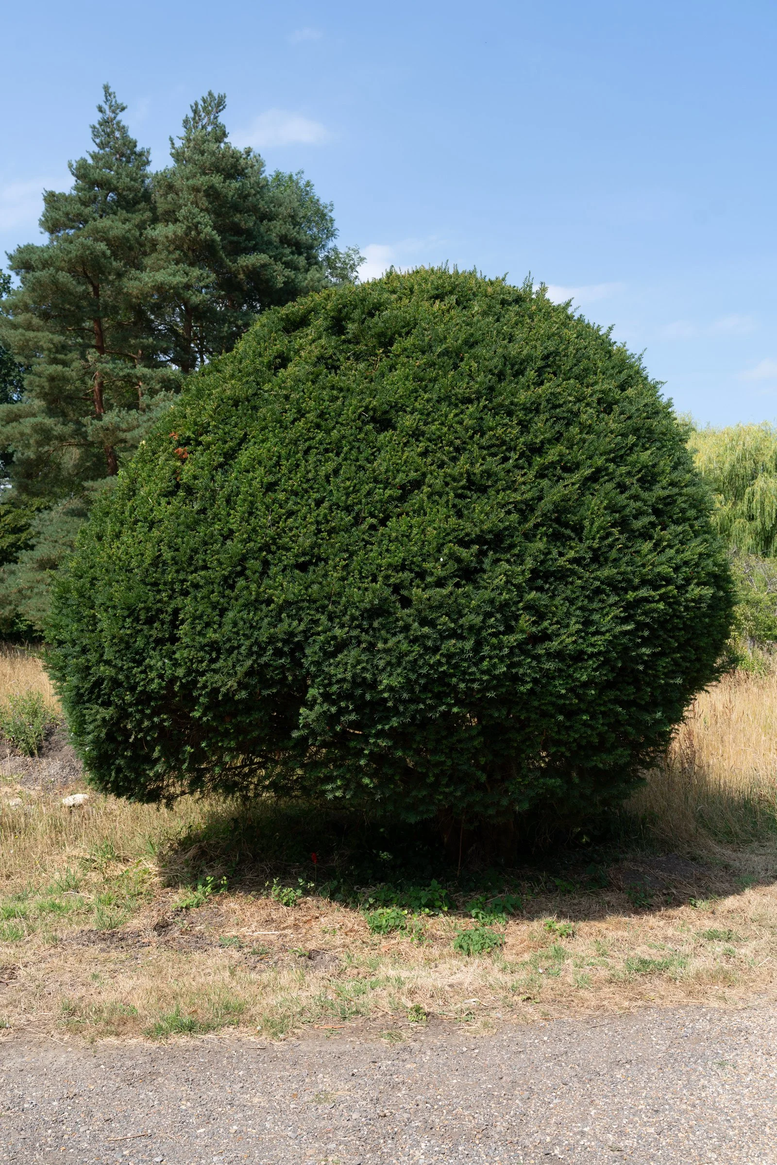 A large, round, well-manicured shrub in the foreground with tall pine trees in the background under a blue sky with some clouds.