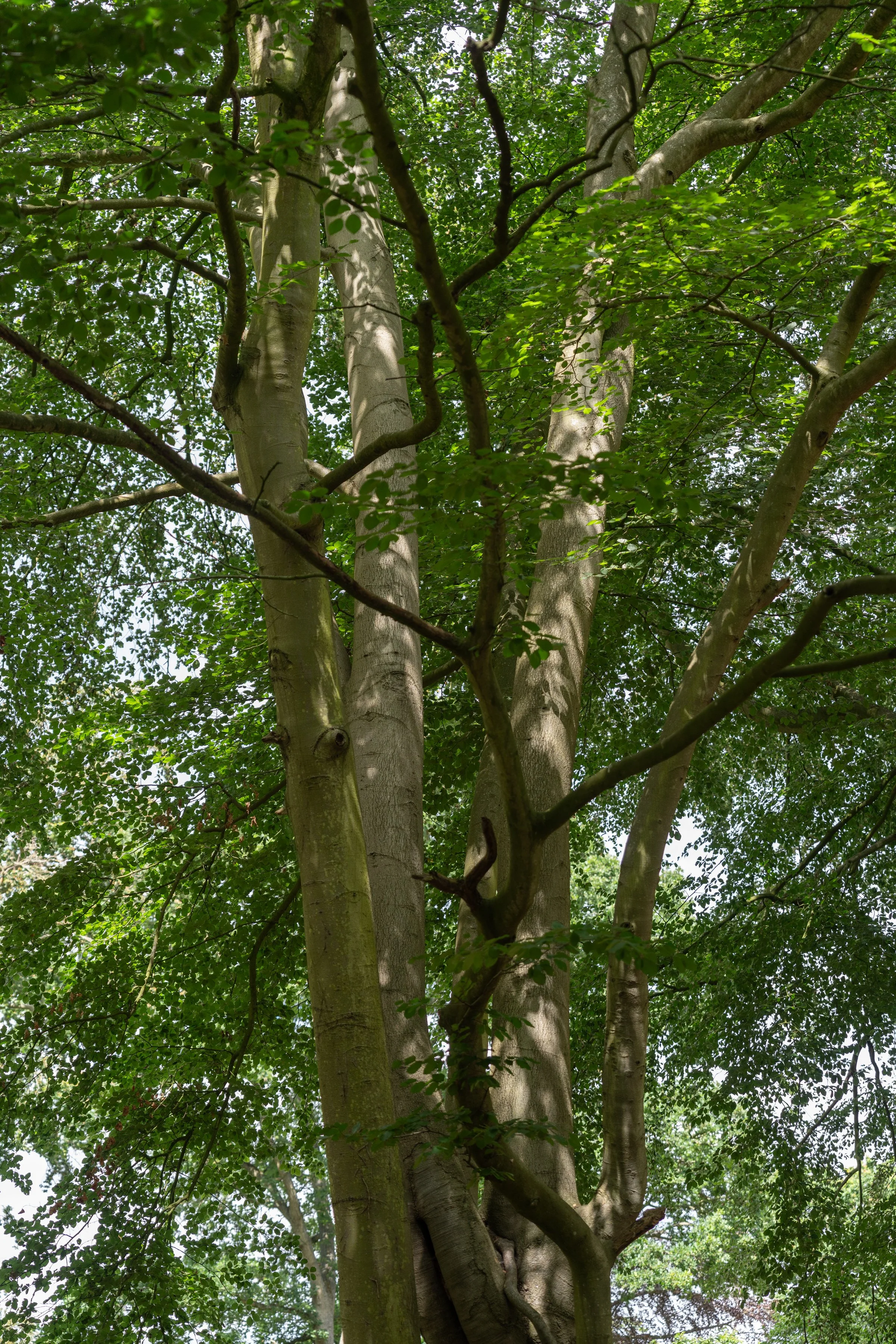 Tall tree with a light-colored, smooth bark trunk and dense green foliage in a sunny outdoor setting.