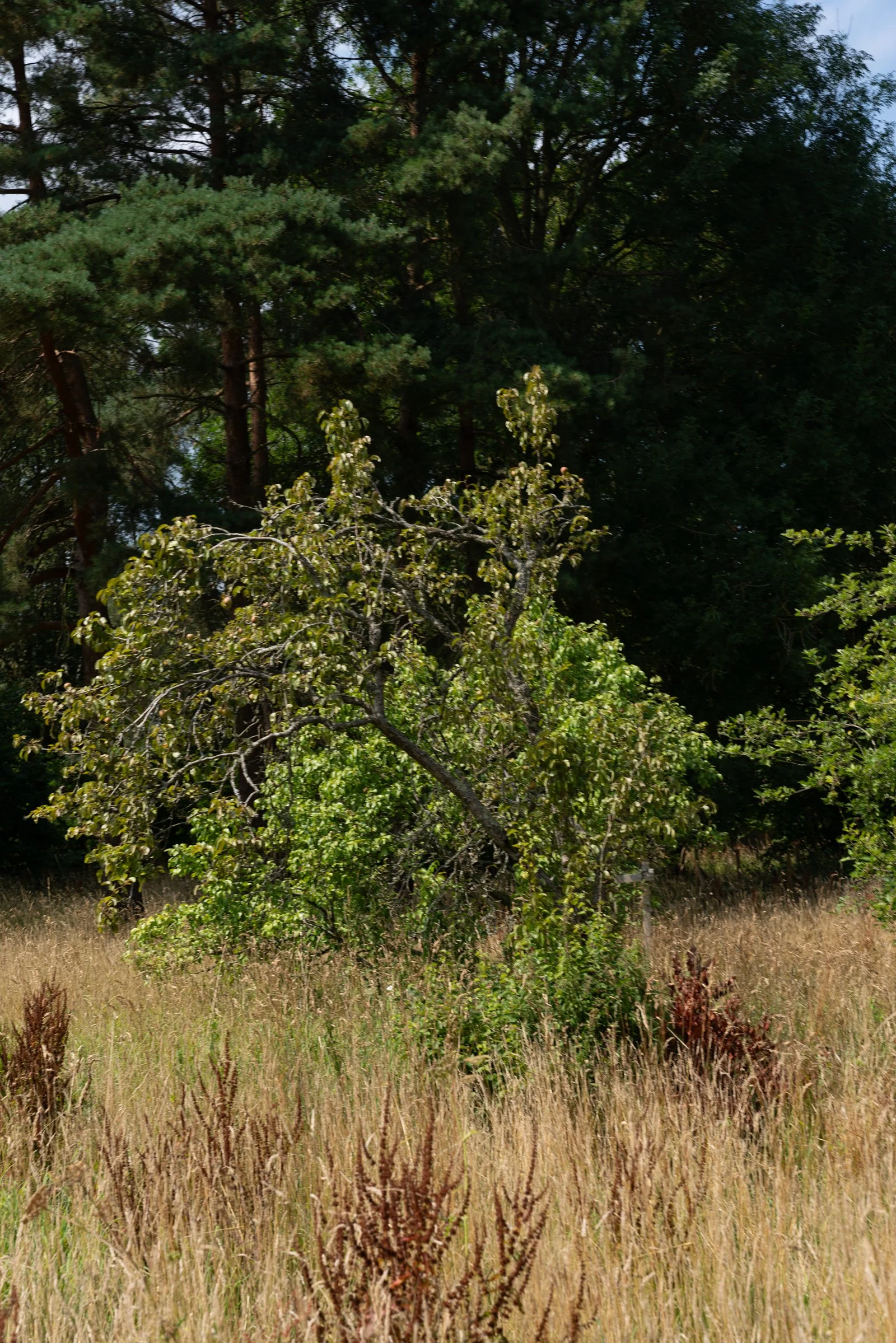 A grassy field with tall wild grasses in the foreground and a large tree with dense green foliage in the background.