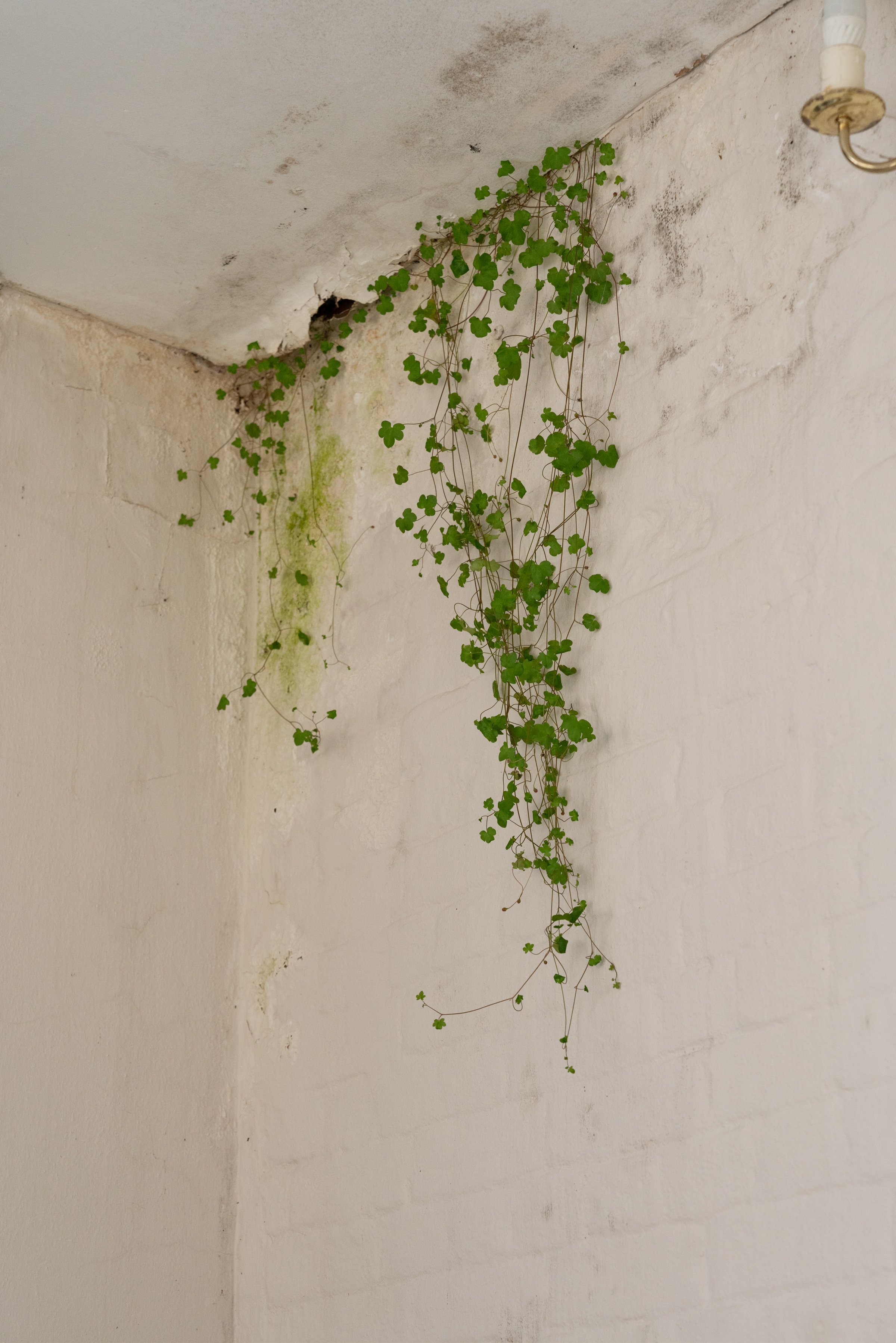 Violet climbing plant growing in a crack in a white, peeling wall.