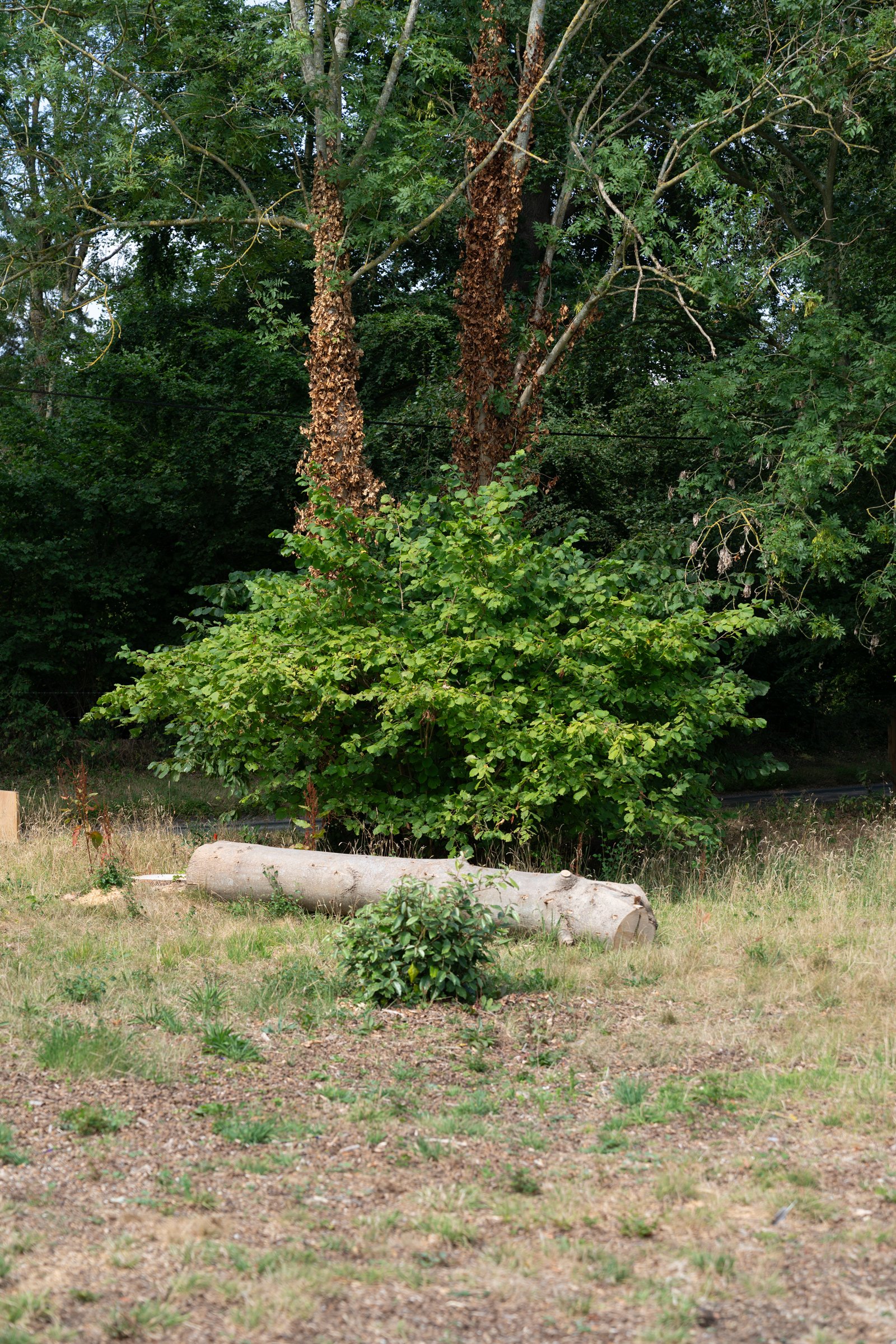 A rural outdoor scene featuring a large tree with peeling bark, lush green foliage, a fallen log on the ground, and sparse grass and small plants.
