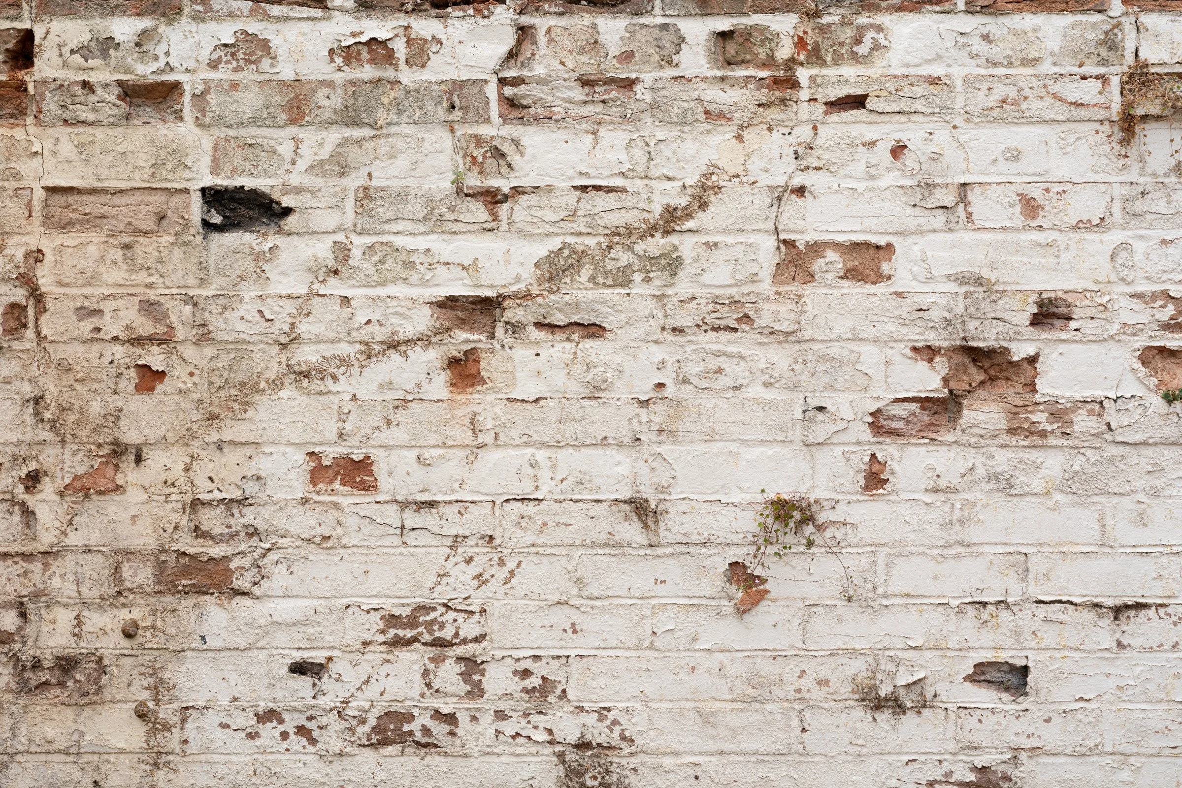 A weathered and aged white brick wall with peeling paint, cracks, small holes, and some small plants growing at the bottom.