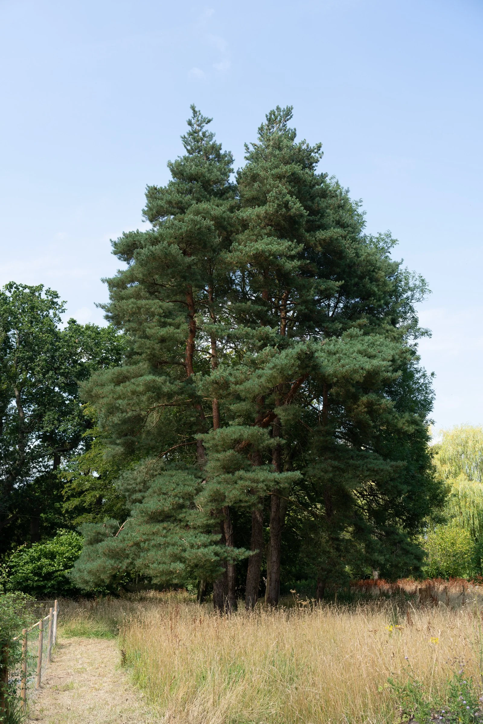 A tall pine tree surrounded by other trees and tall grass with a clear blue sky in the background.