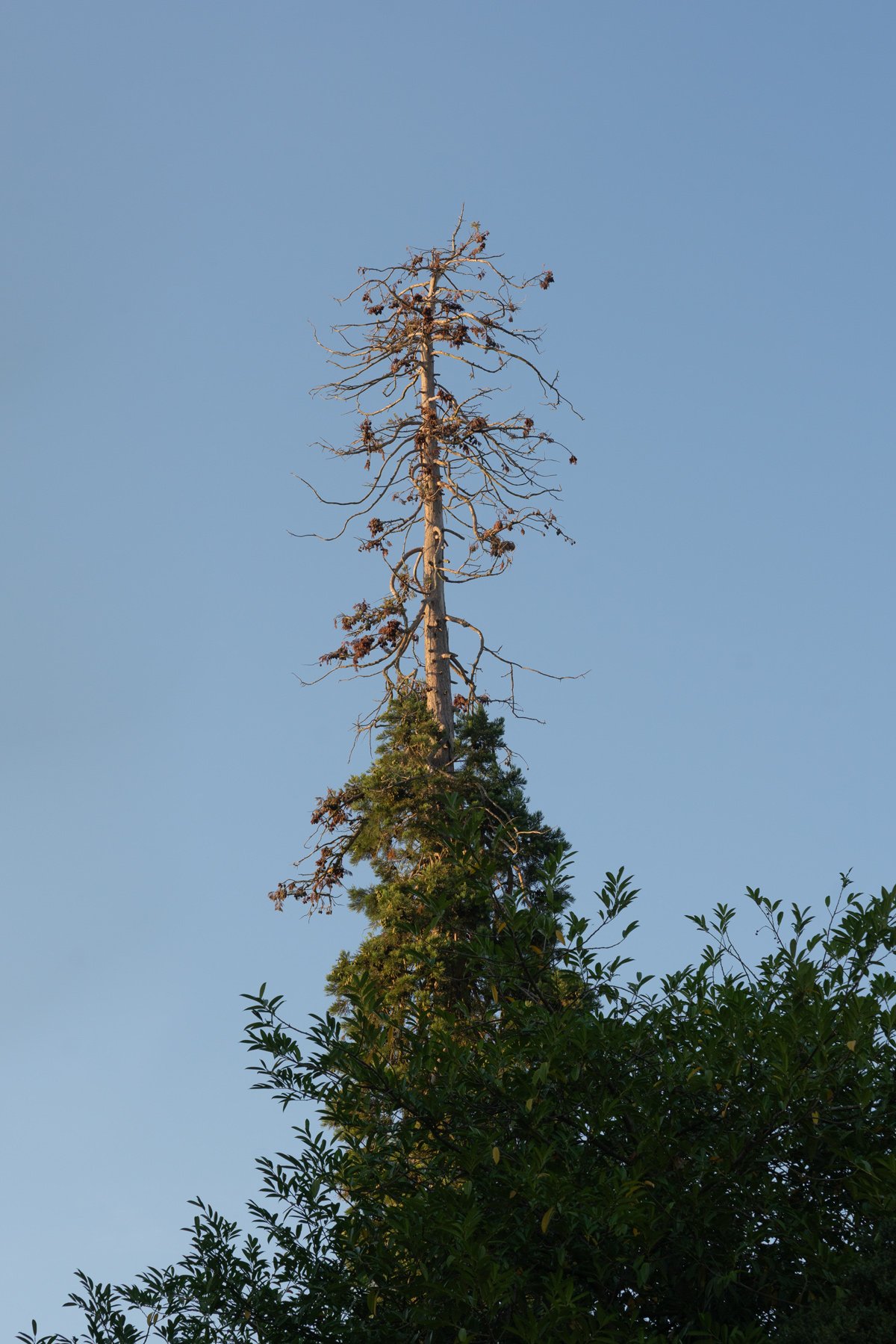 A tall tree with mostly bare branches and some pine branches at the bottom, against a clear blue sky.