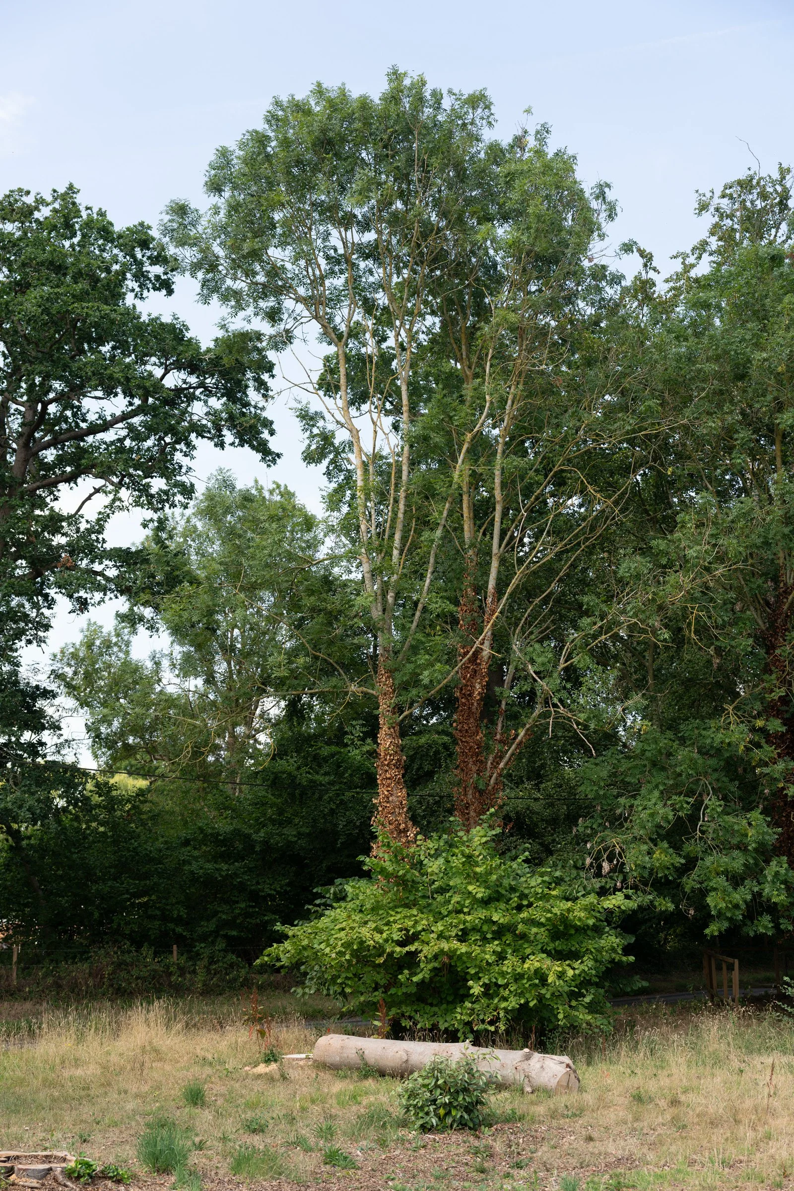 Tall green trees against a pale blue sky, with a patch of grass and a fallen log at the base.