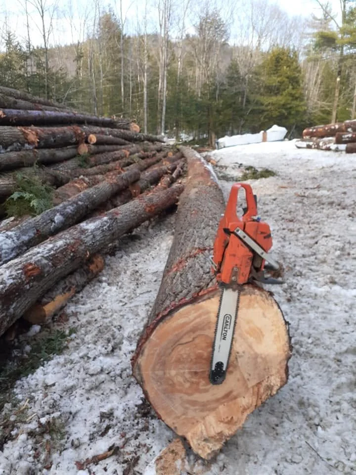 A large cut tree trunk on snow-covered ground with a chainsaw placed on top of it, and stacked logs in the background in a wooded outdoor area.