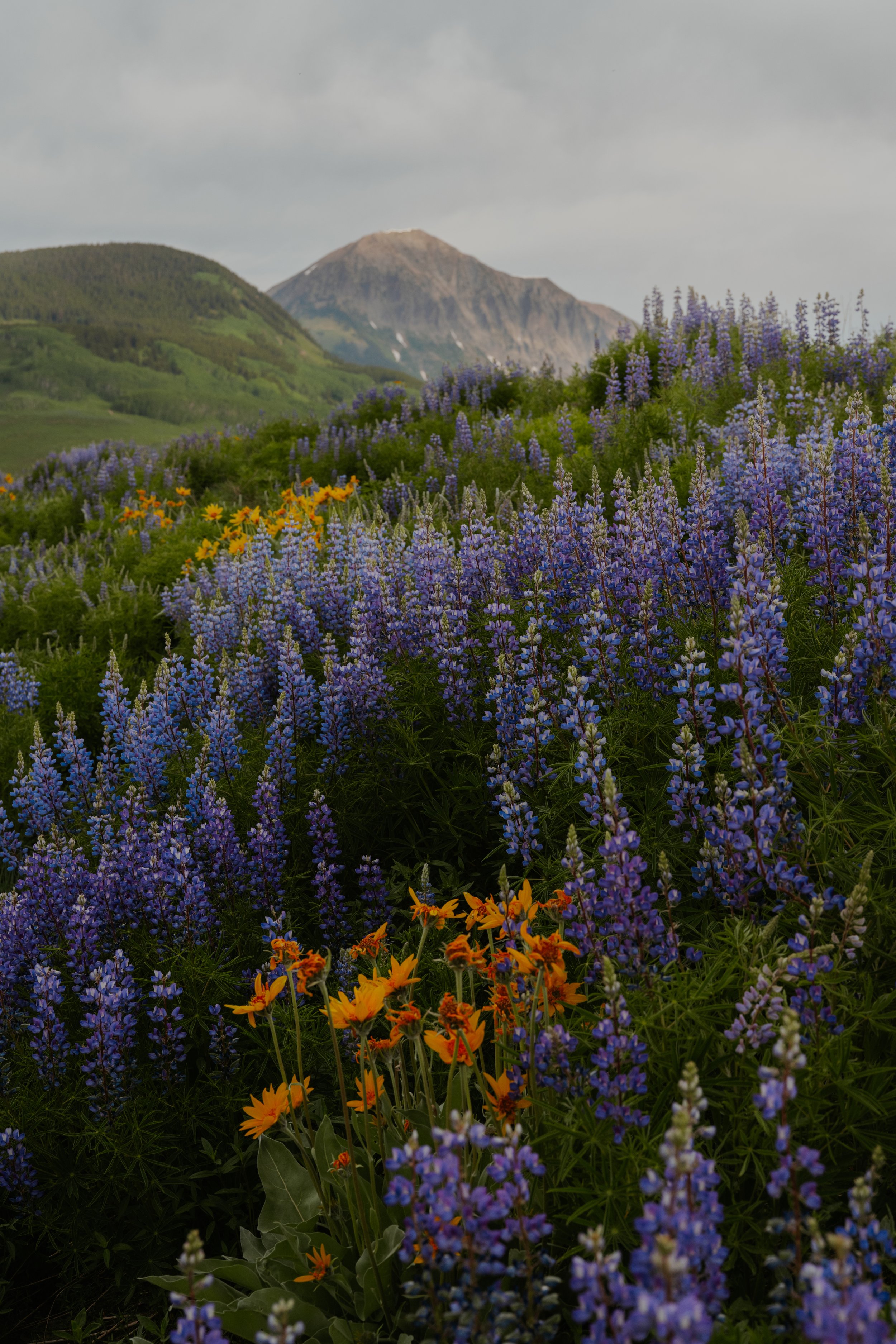 A vibrant field of purple, yellow, and orange wildflowers with green mountains and a cloudy sky in the background.