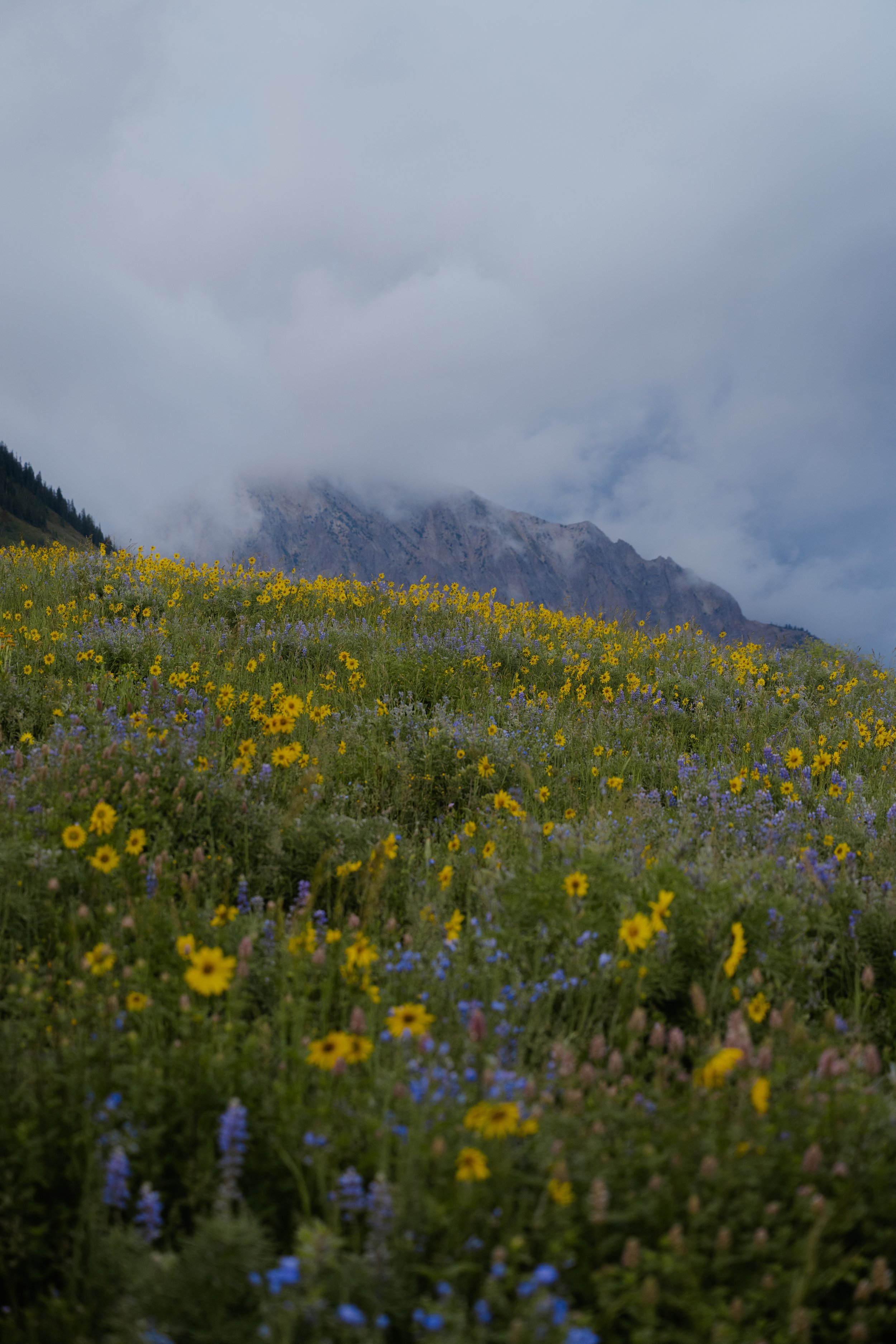 A mountain landscape with a cloudy sky and a foreground of yellow and purple wildflowers.