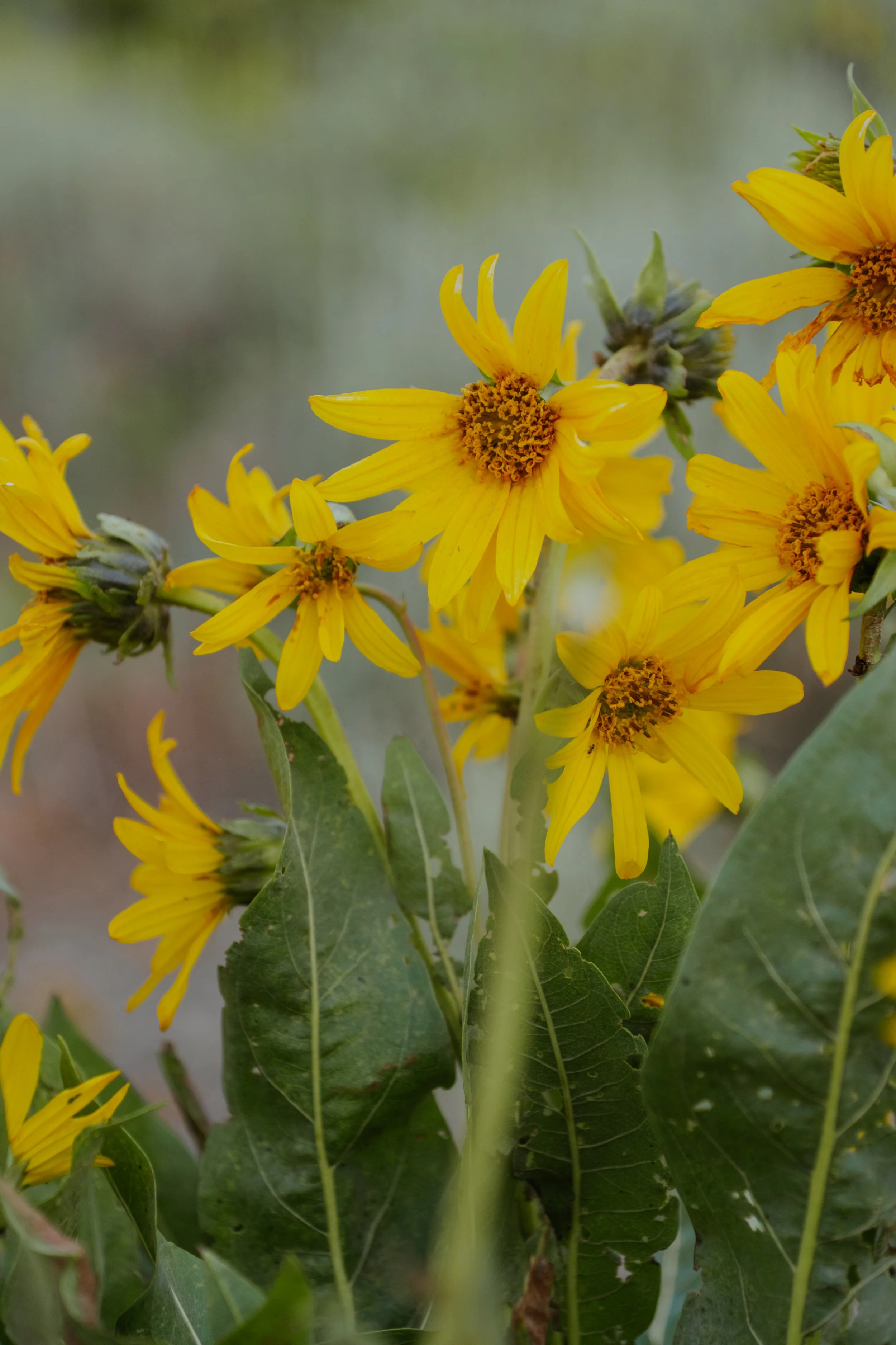 Close-up of yellow flowers with green leaves in a garden or field.