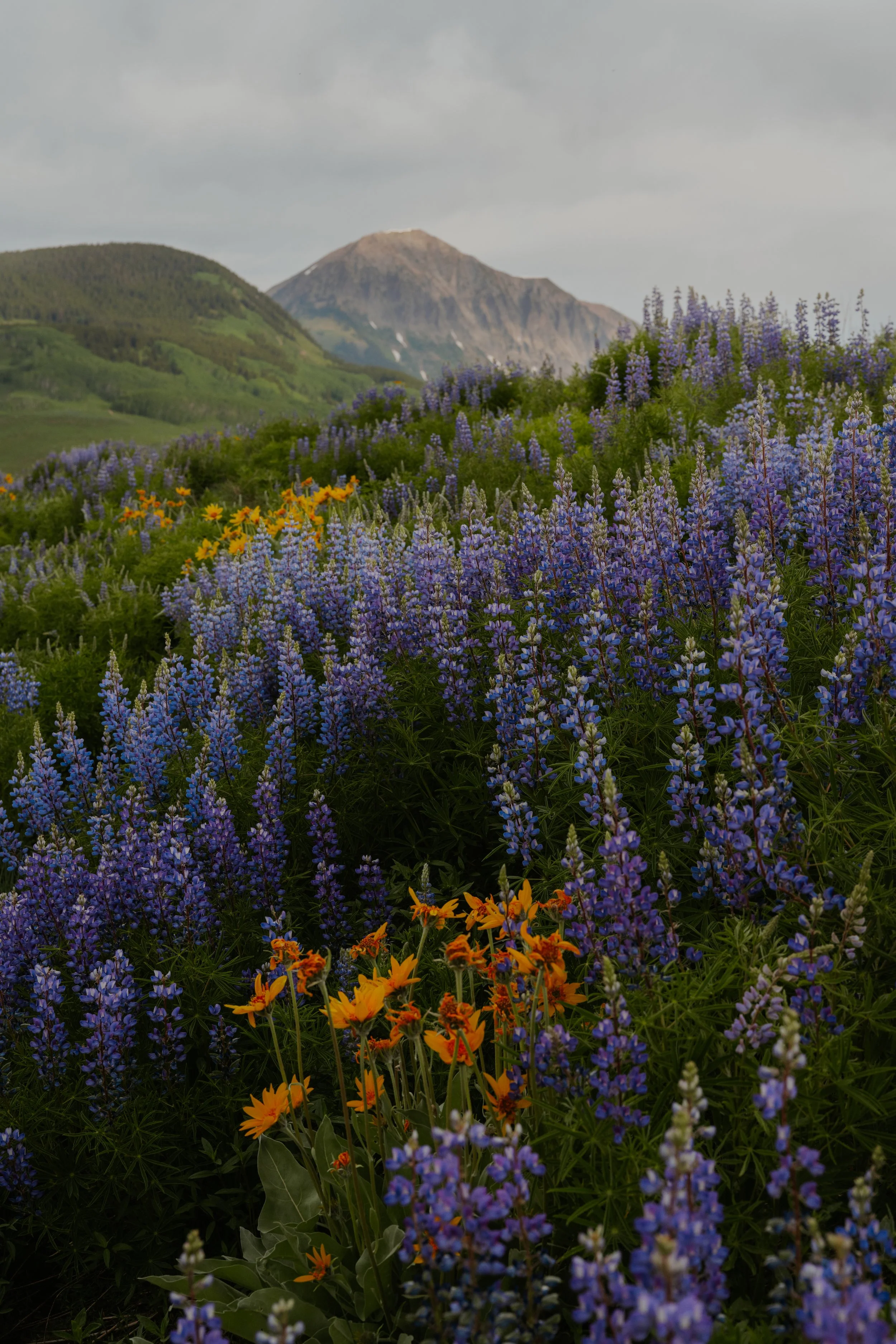 A vibrant field of purple and yellow wildflowers with mountains in the background under a cloudy sky.
