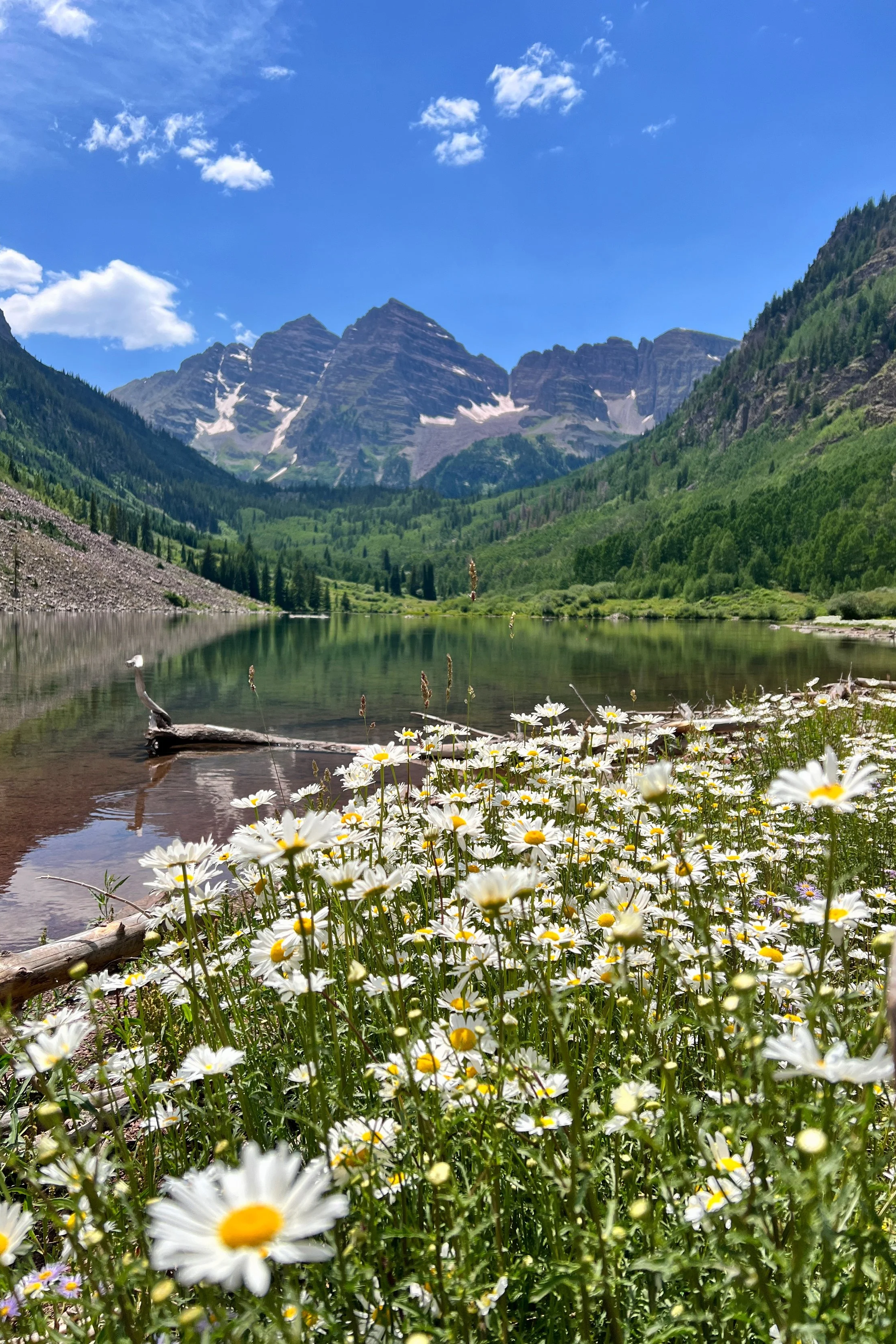 A scenic view of a mountain range with snow patches, surrounded by green trees, a calm lake in the foreground, and white daisies blooming along the lake's edge under a bright blue sky with a few clouds.