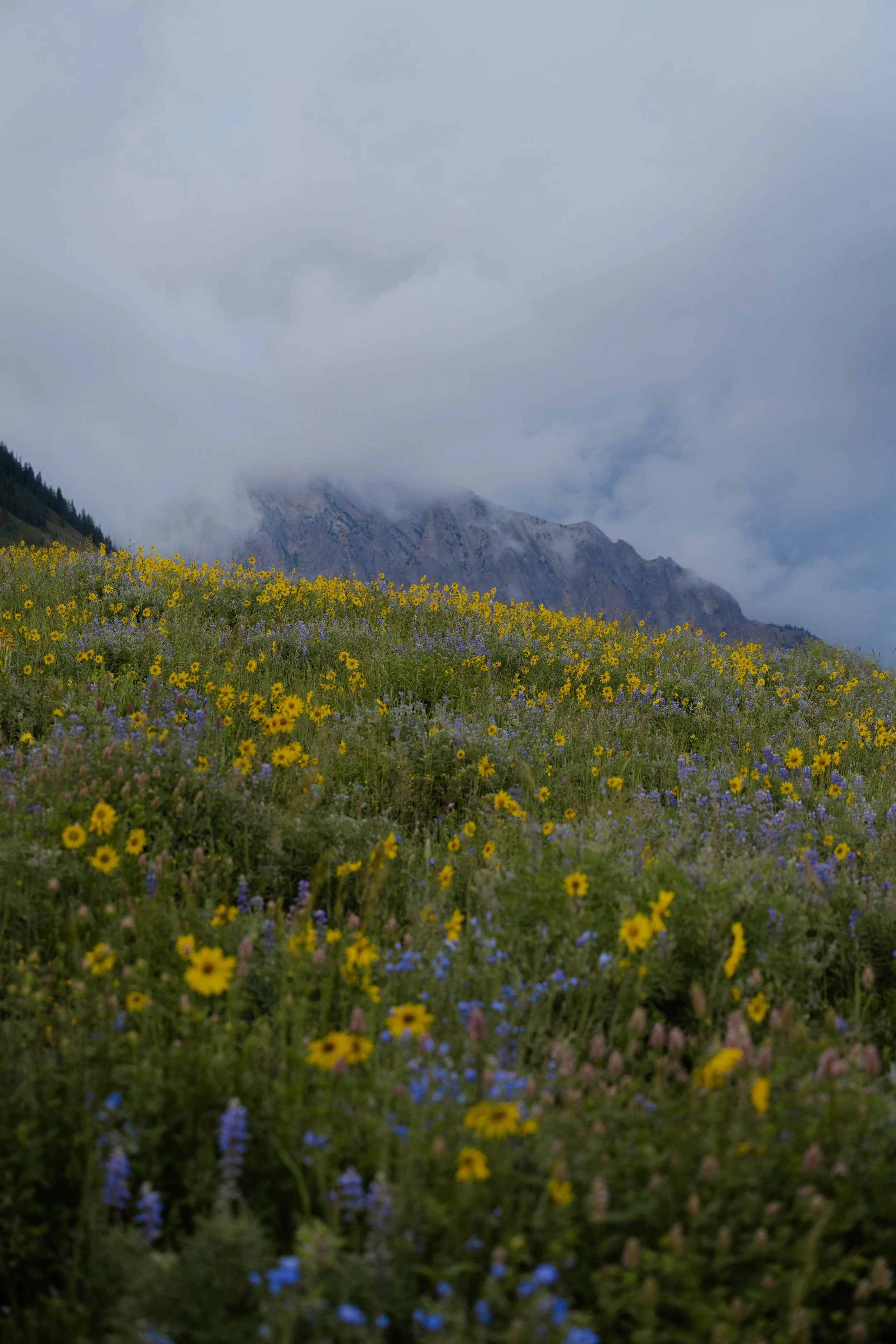 A mountain landscape with a cloudy sky and a foreground of yellow and purple wildflowers.