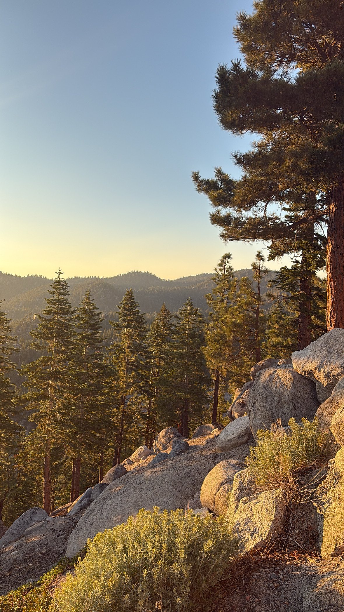 A mountain landscape at sunset with tall pine trees, rocky terrain, and distant mountains in the background.