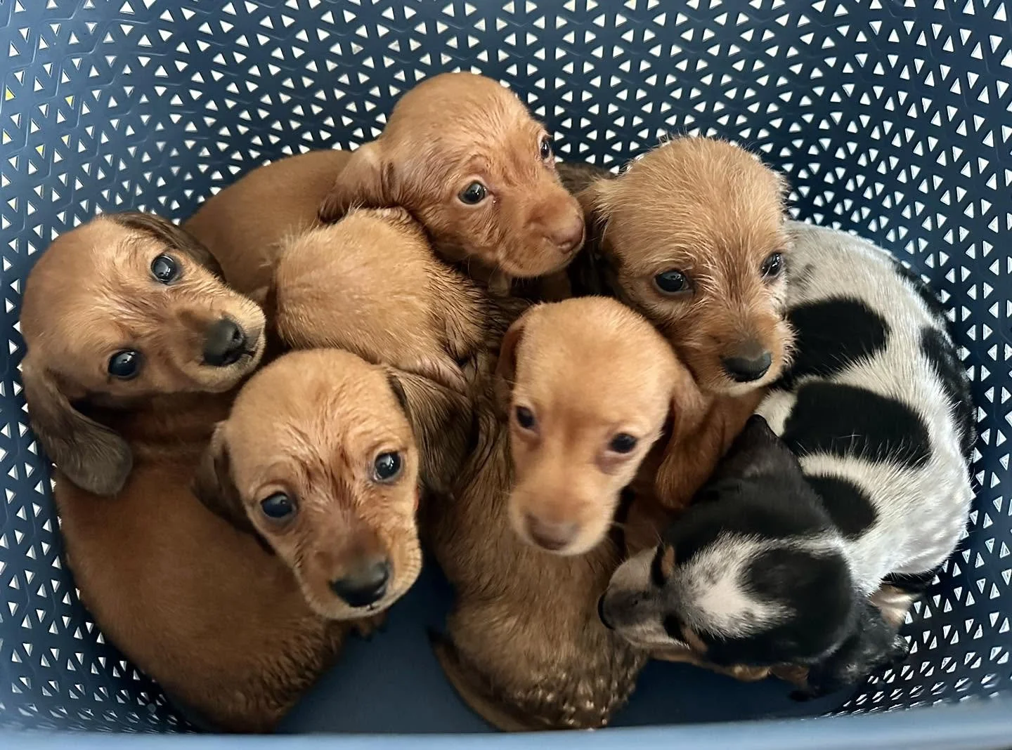 A group of adorable dachshund puppies with various coat colors and patterns, sitting in a blue plastic basket with a dot and triangle pattern.