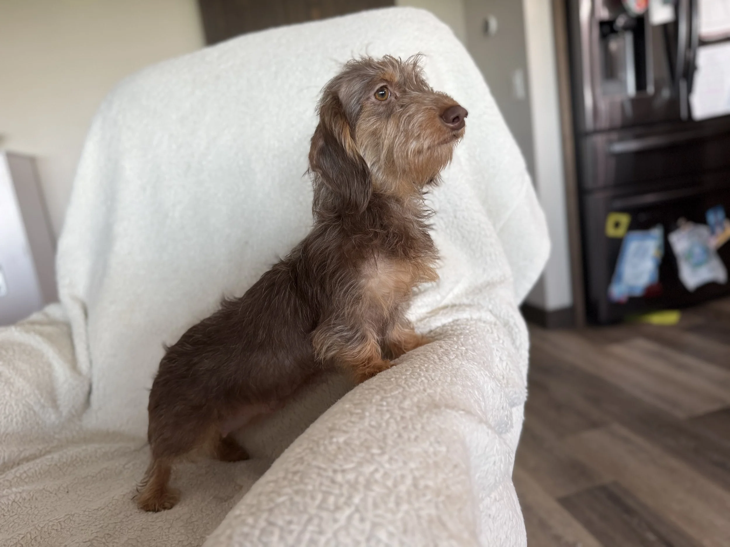 A brown wire-haired dog sitting on a cream-colored couch, looking to the side, in a home interior with a black refrigerator and kitchen background.