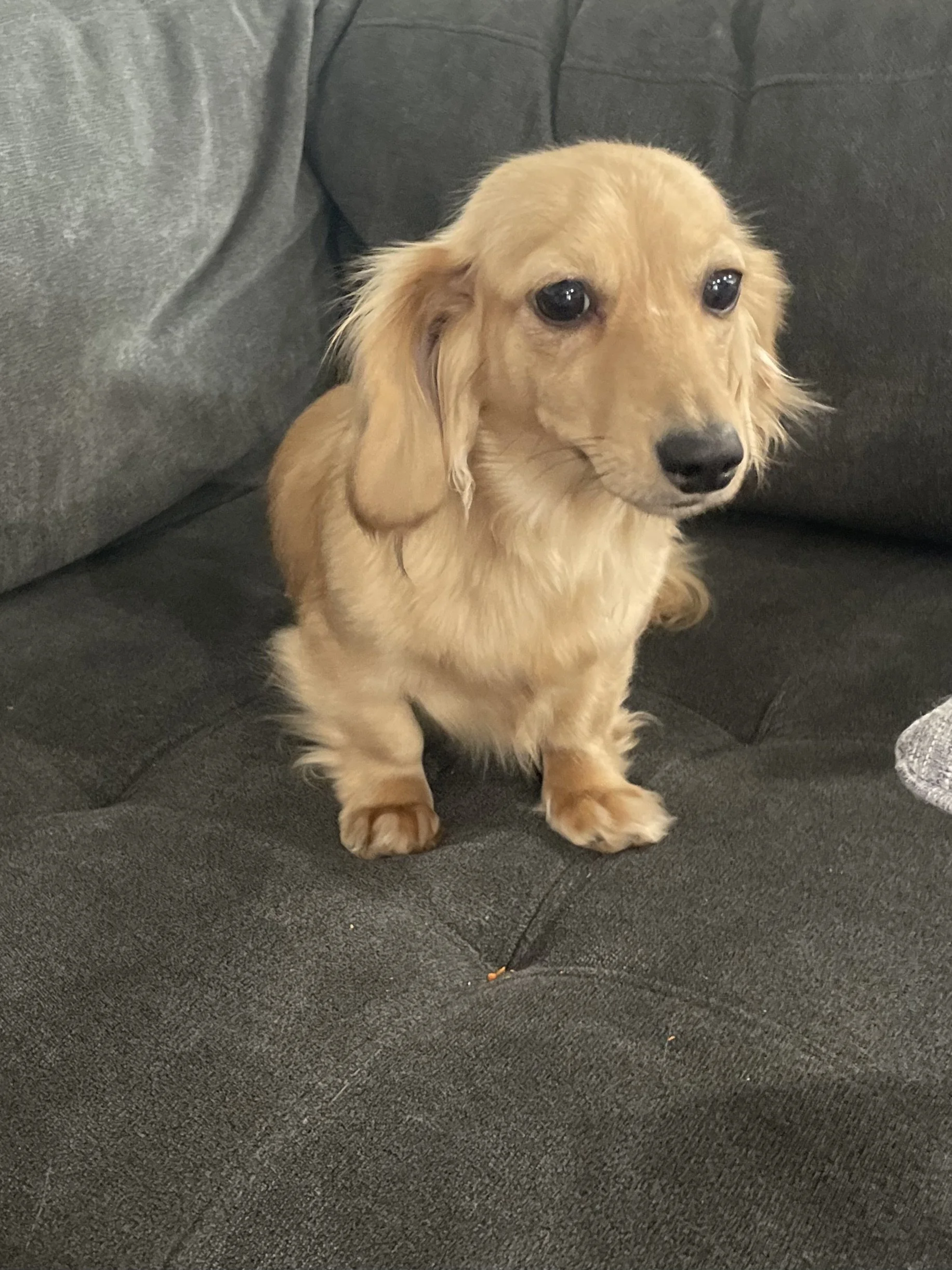 A small, light brown dachshund dog sitting on a dark gray sofa with a serious expression.