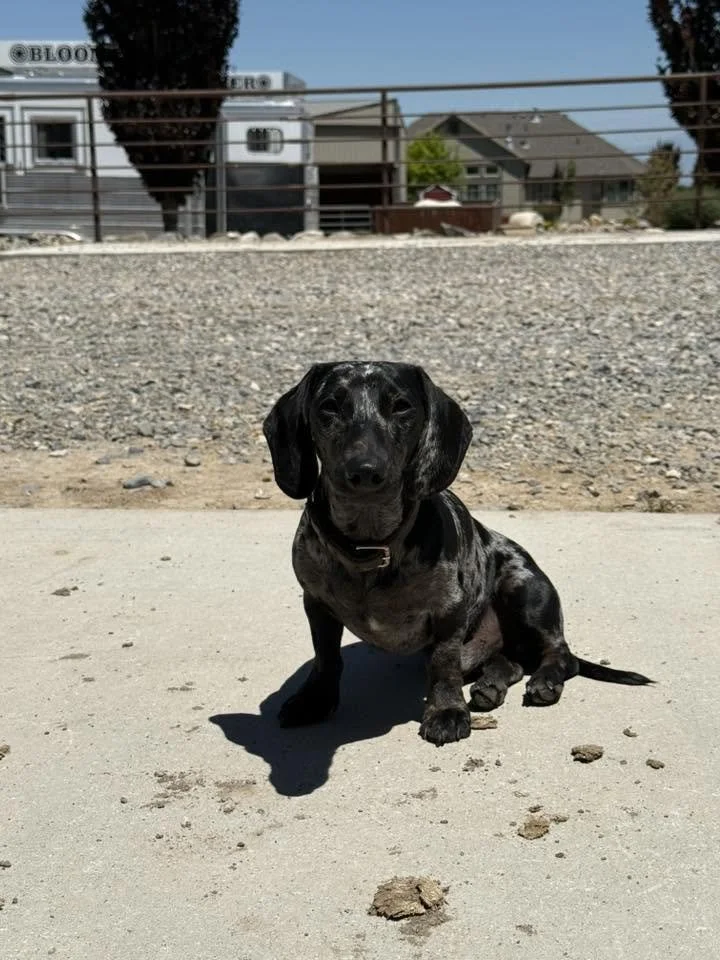 Small black and gray dappled Dachshund puppy sitting on the sidewalk, casting a shadow, with a gravel area and residential houses in the background.