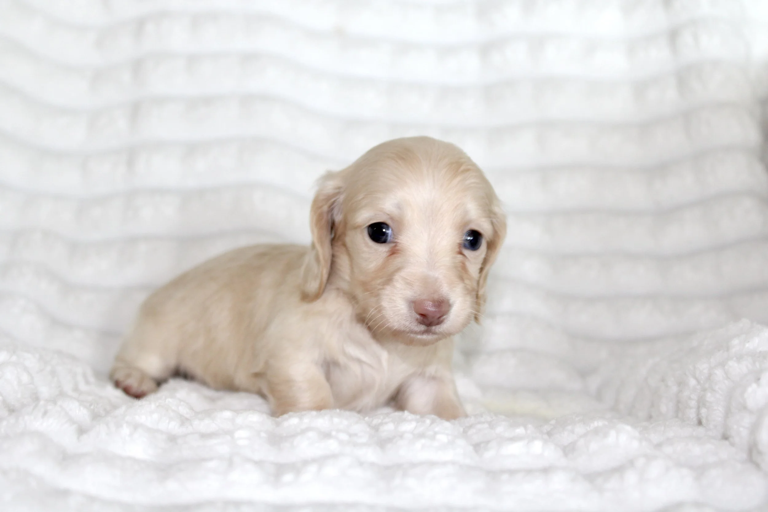 Amara (Tiny)