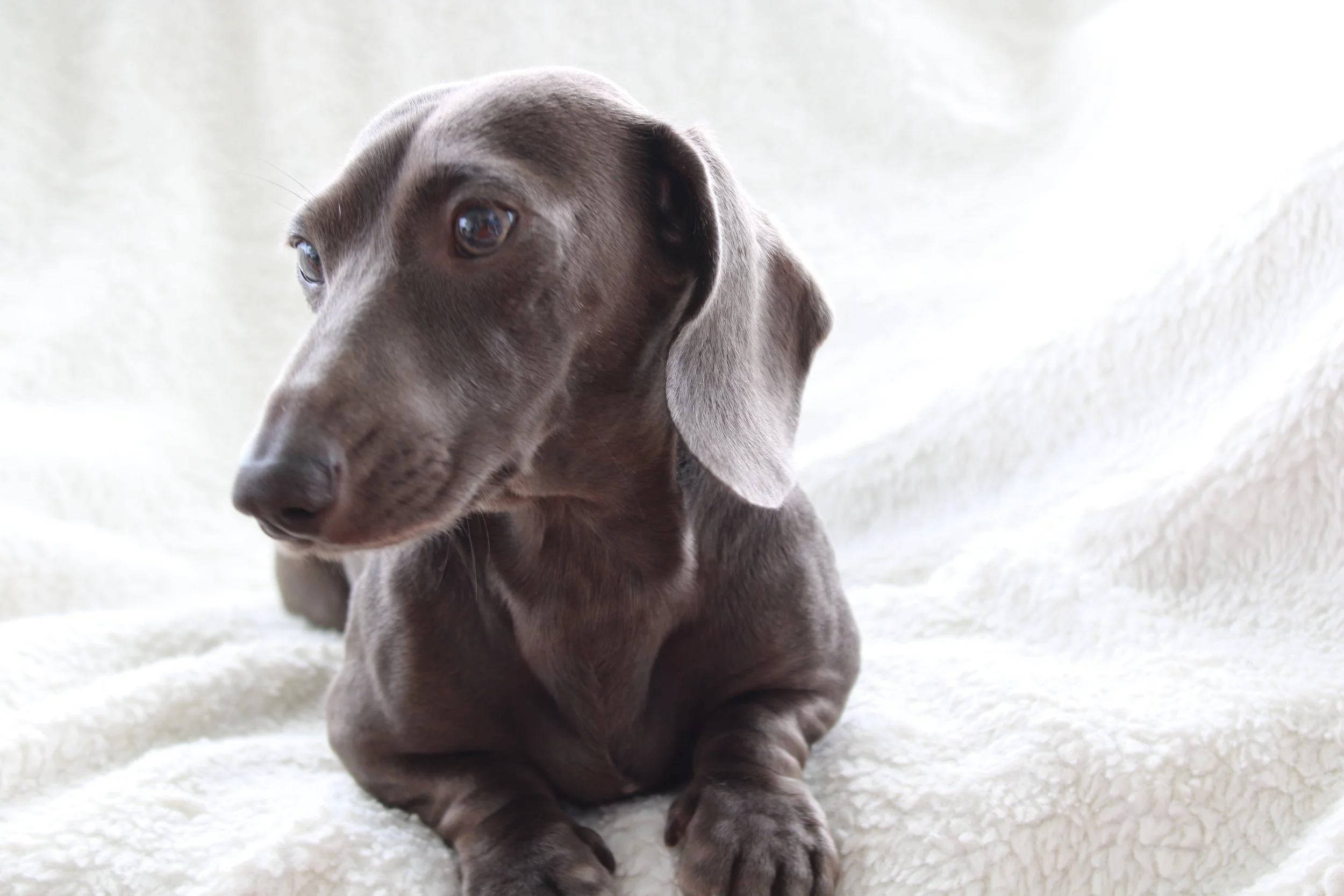 A young gray puppy with floppy ears and expressive eyes lying on a soft, white, fluffy surface.