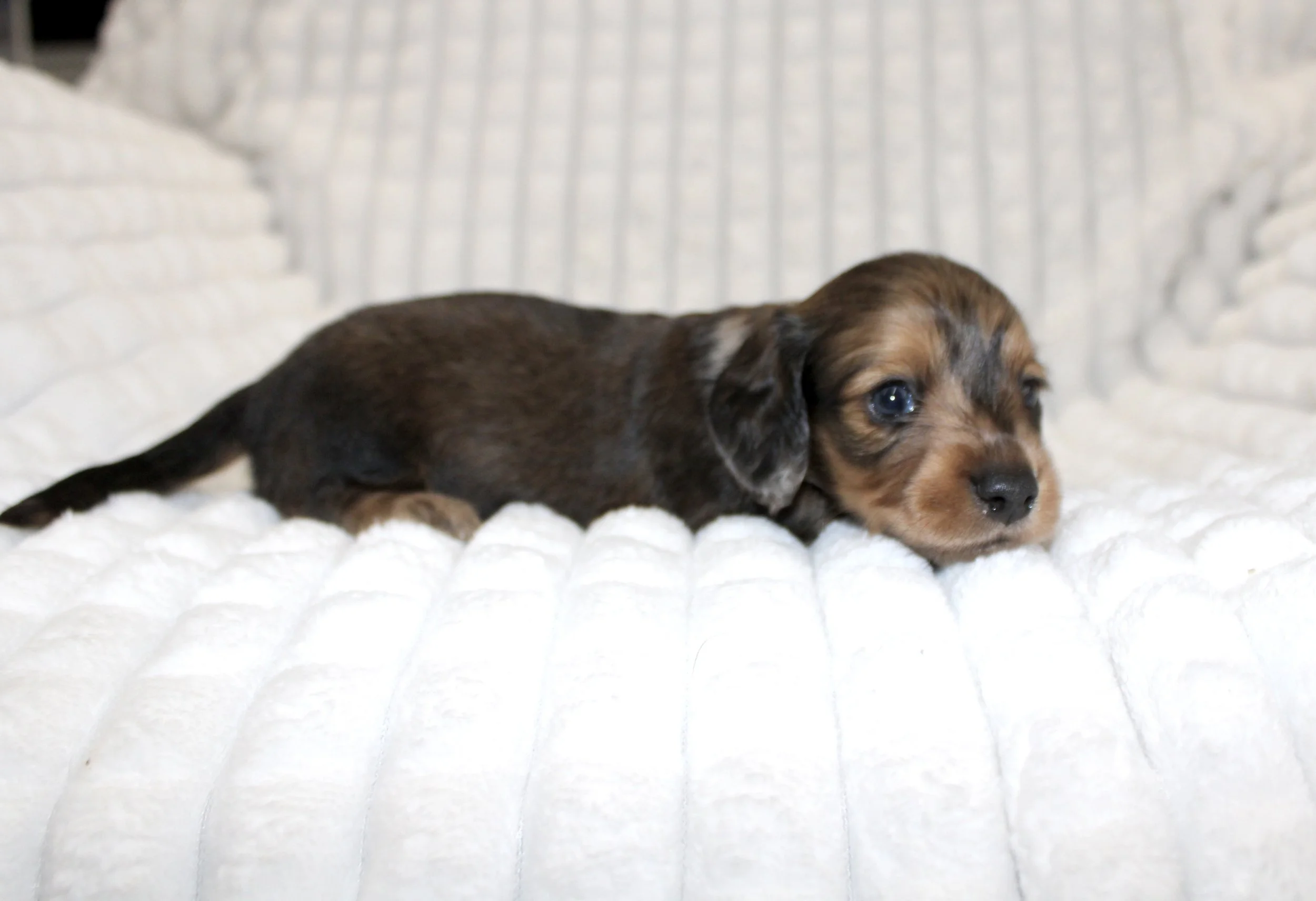 Eddie (small)